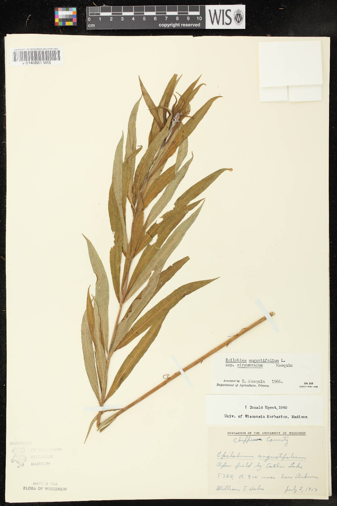 Chamerion angustifolium subsp. circumvagum image