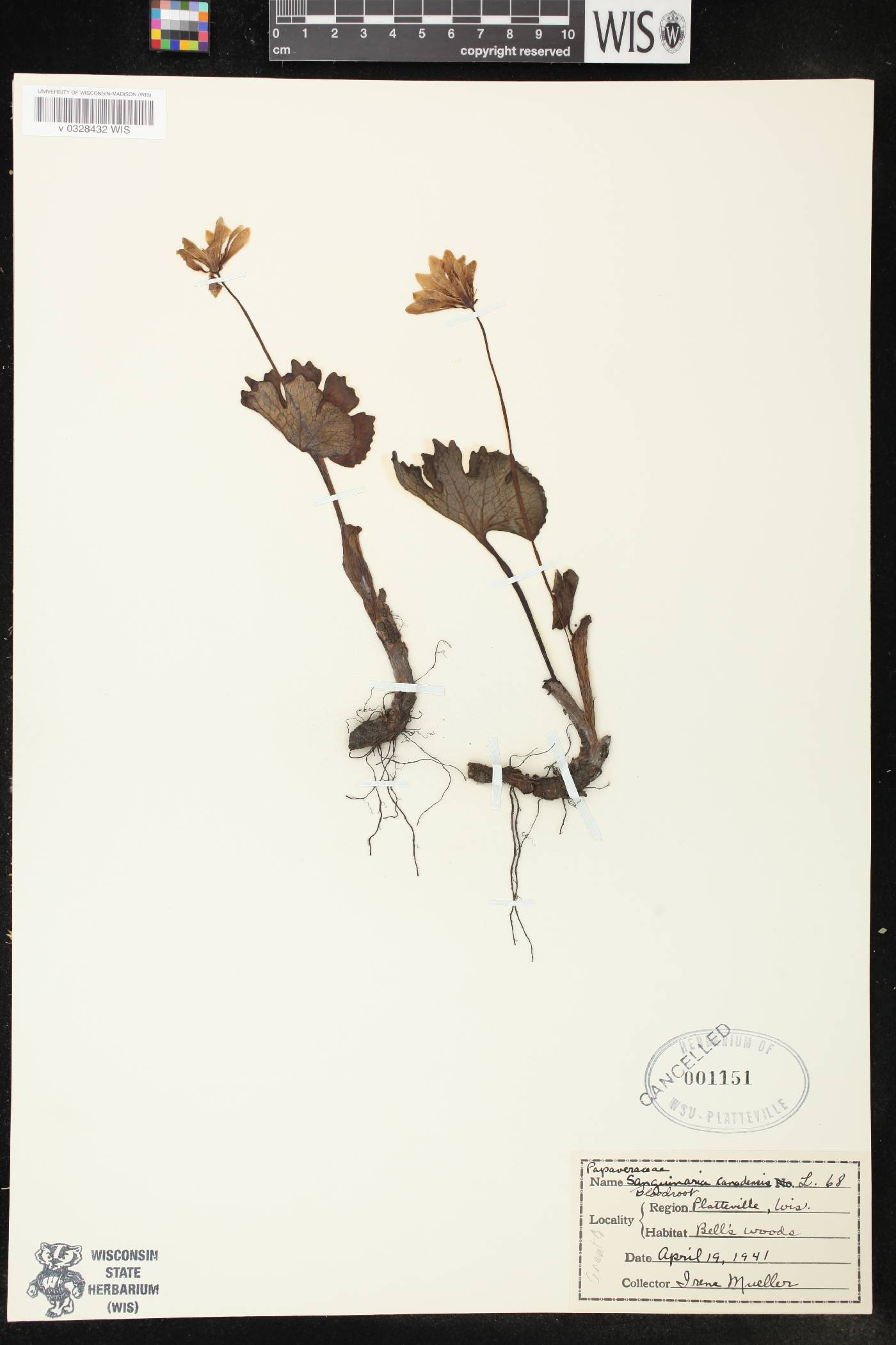Sanguinaria canadensis image