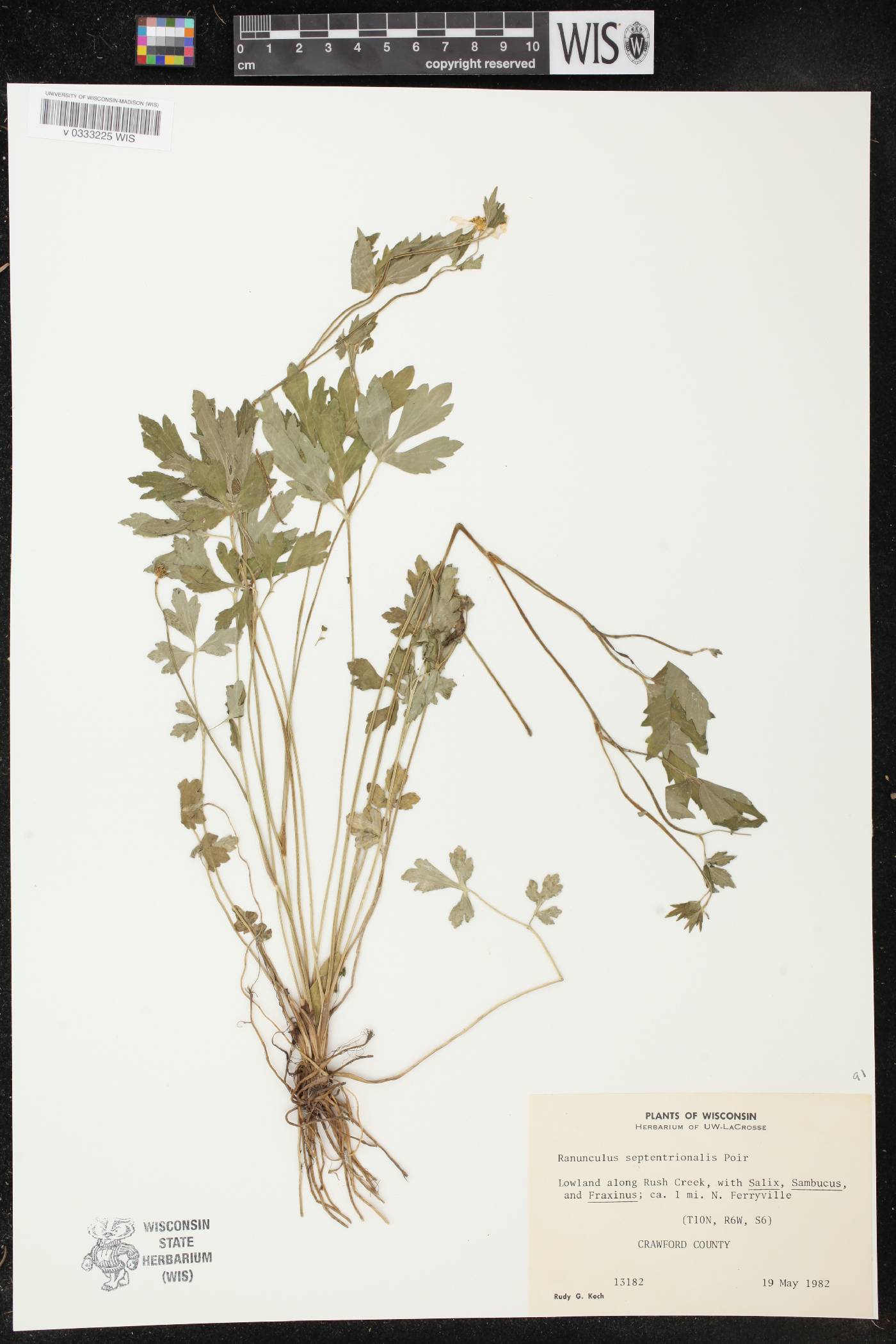 Ranunculus hispidus image