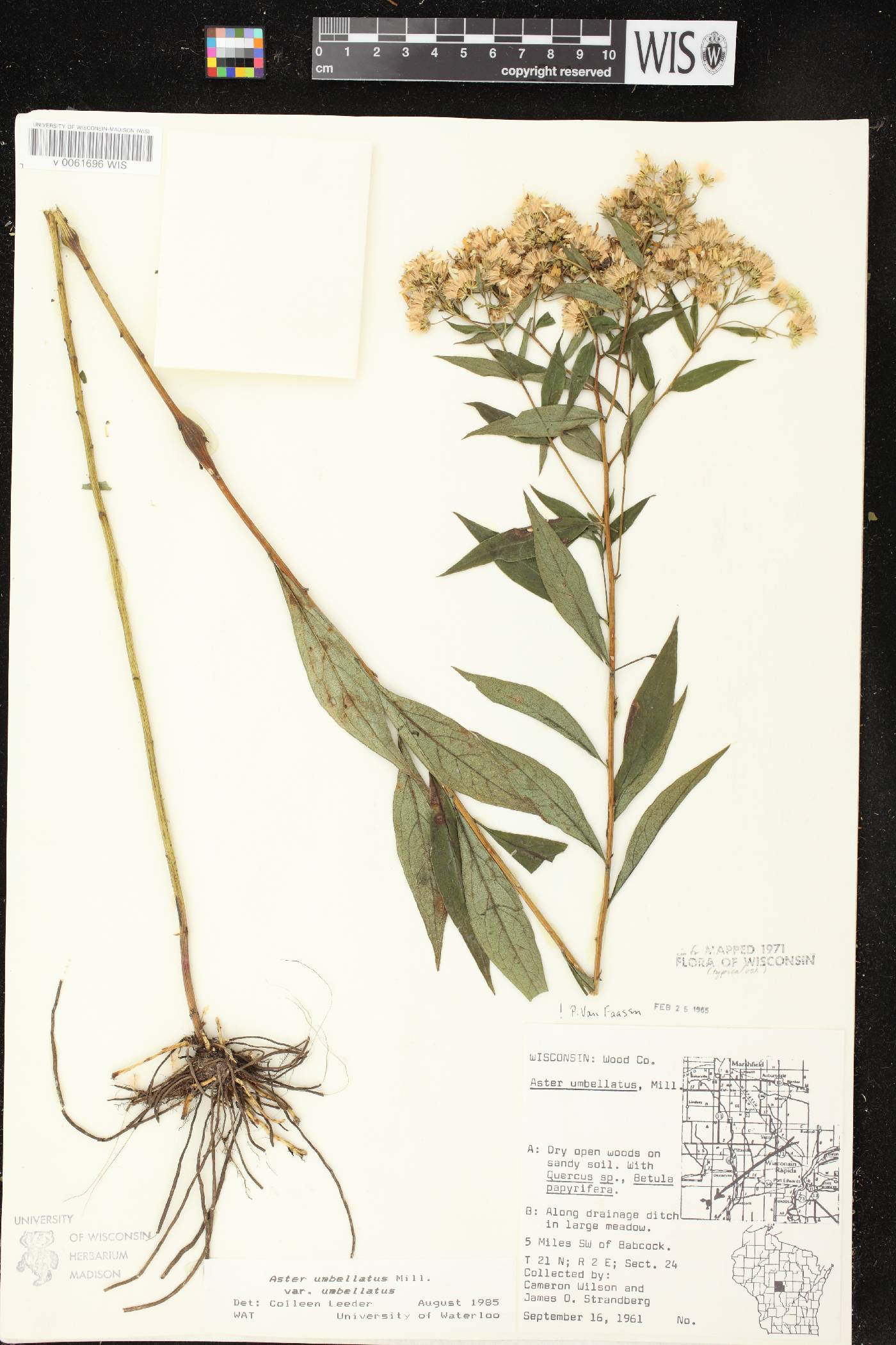 Doellingeria umbellata var. umbellata image
