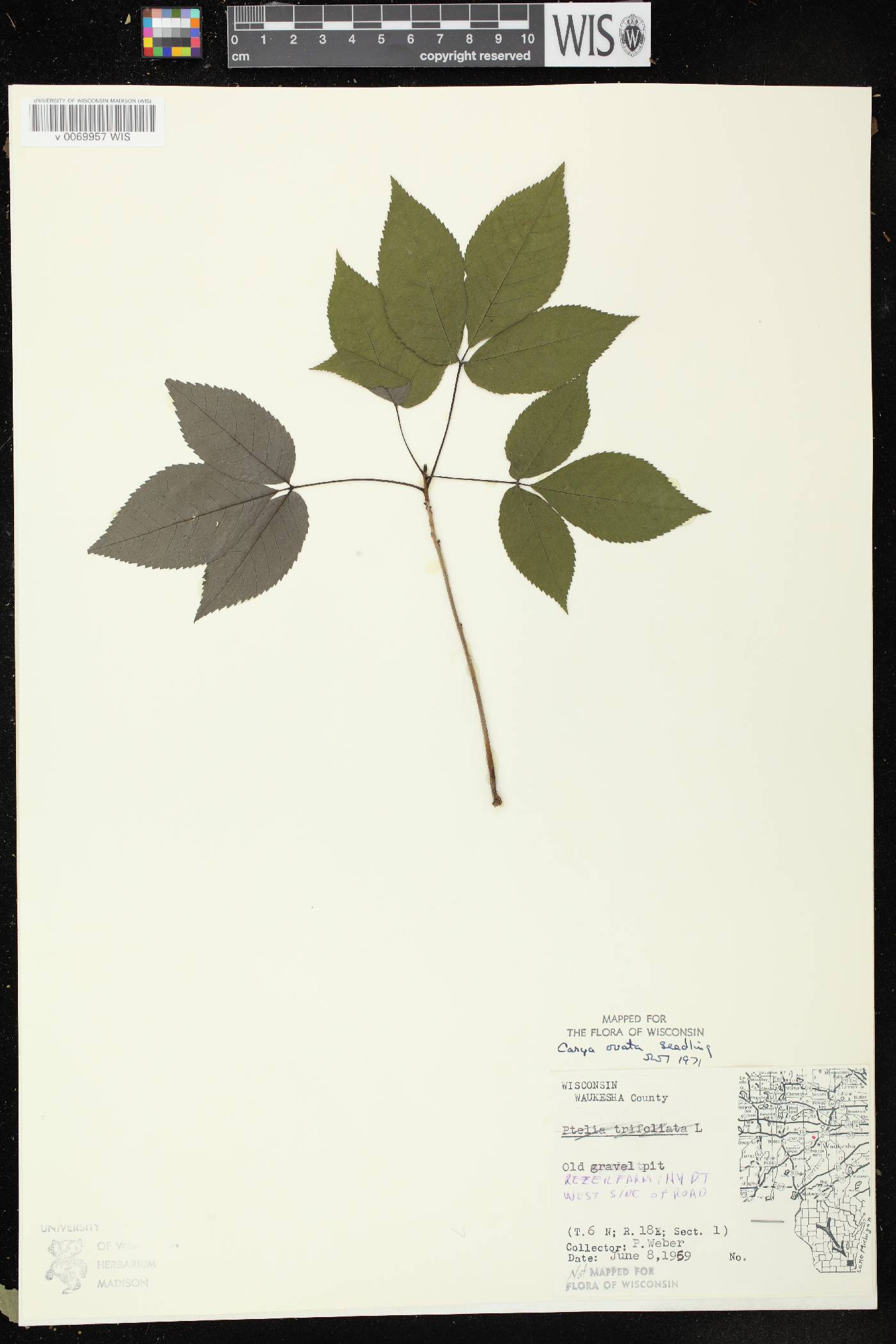 Carya ovata image