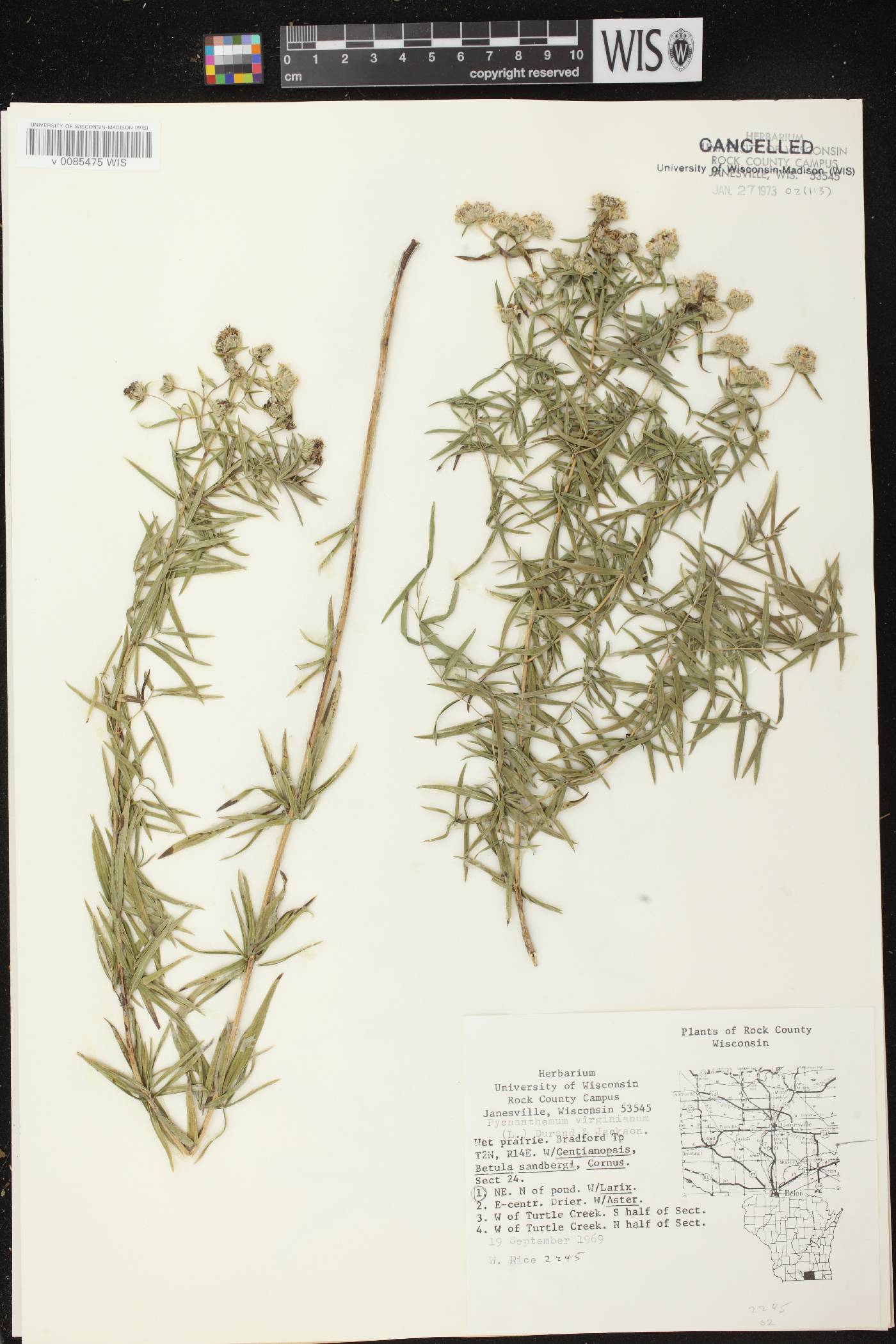 Pycnanthemum virginianum image