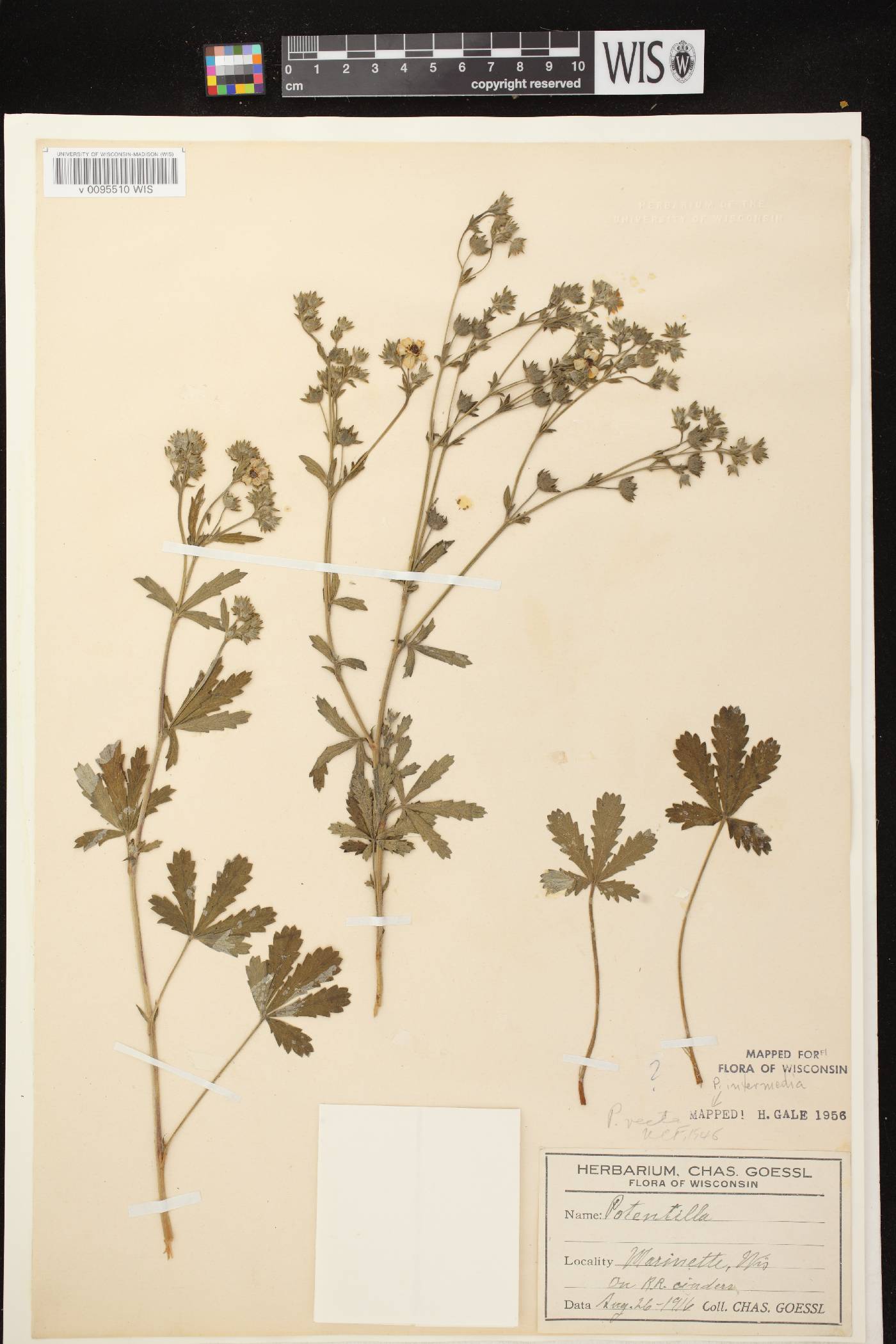 Potentilla inclinata image
