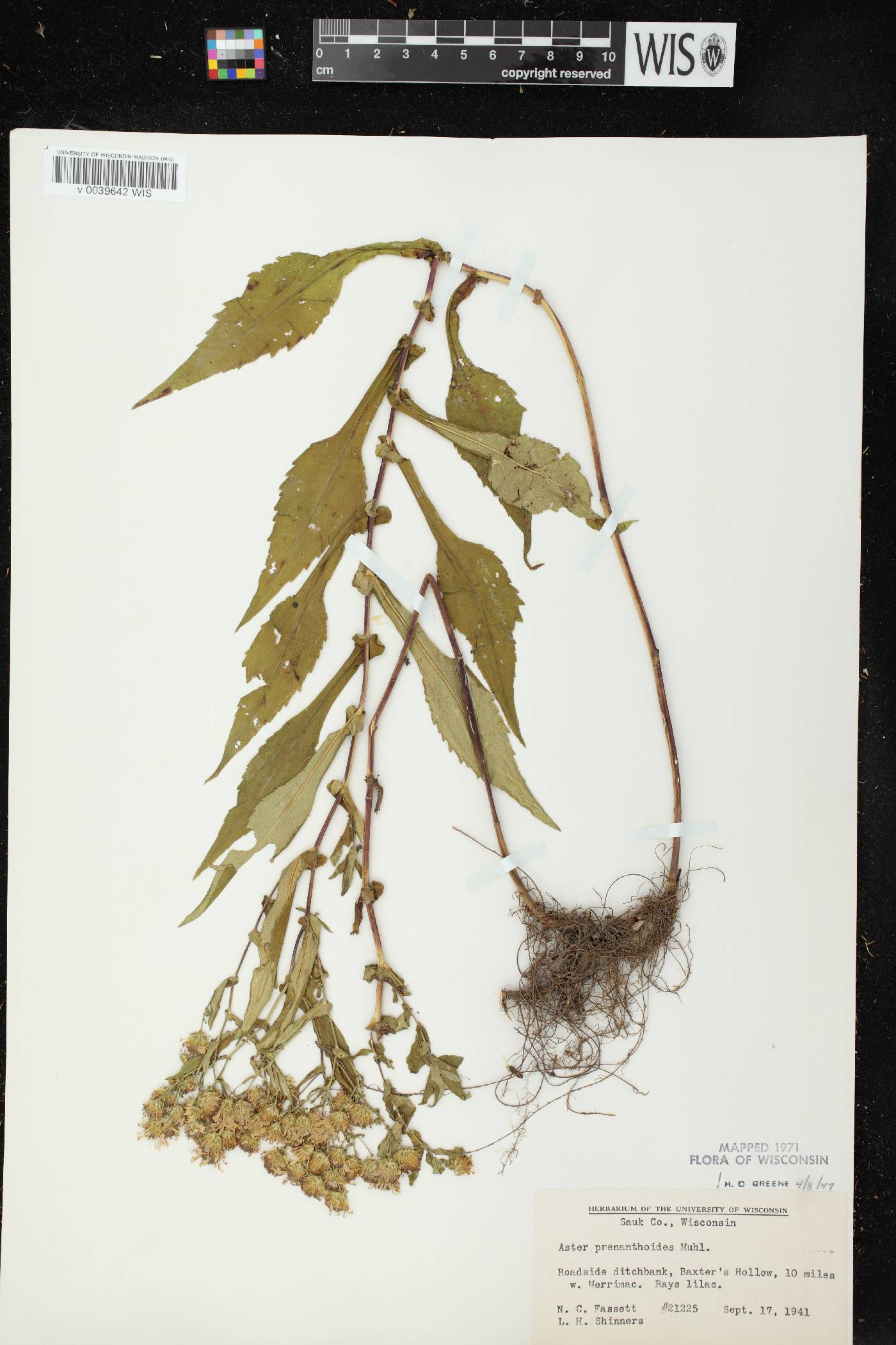 Symphyotrichum prenanthoides image
