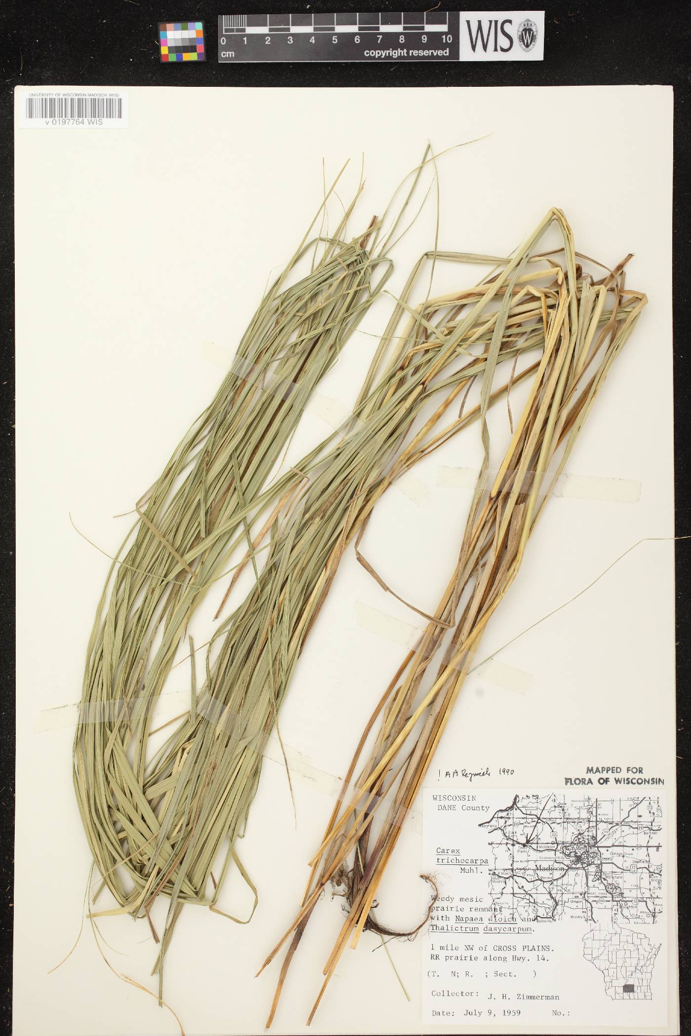 Carex trichocarpa image