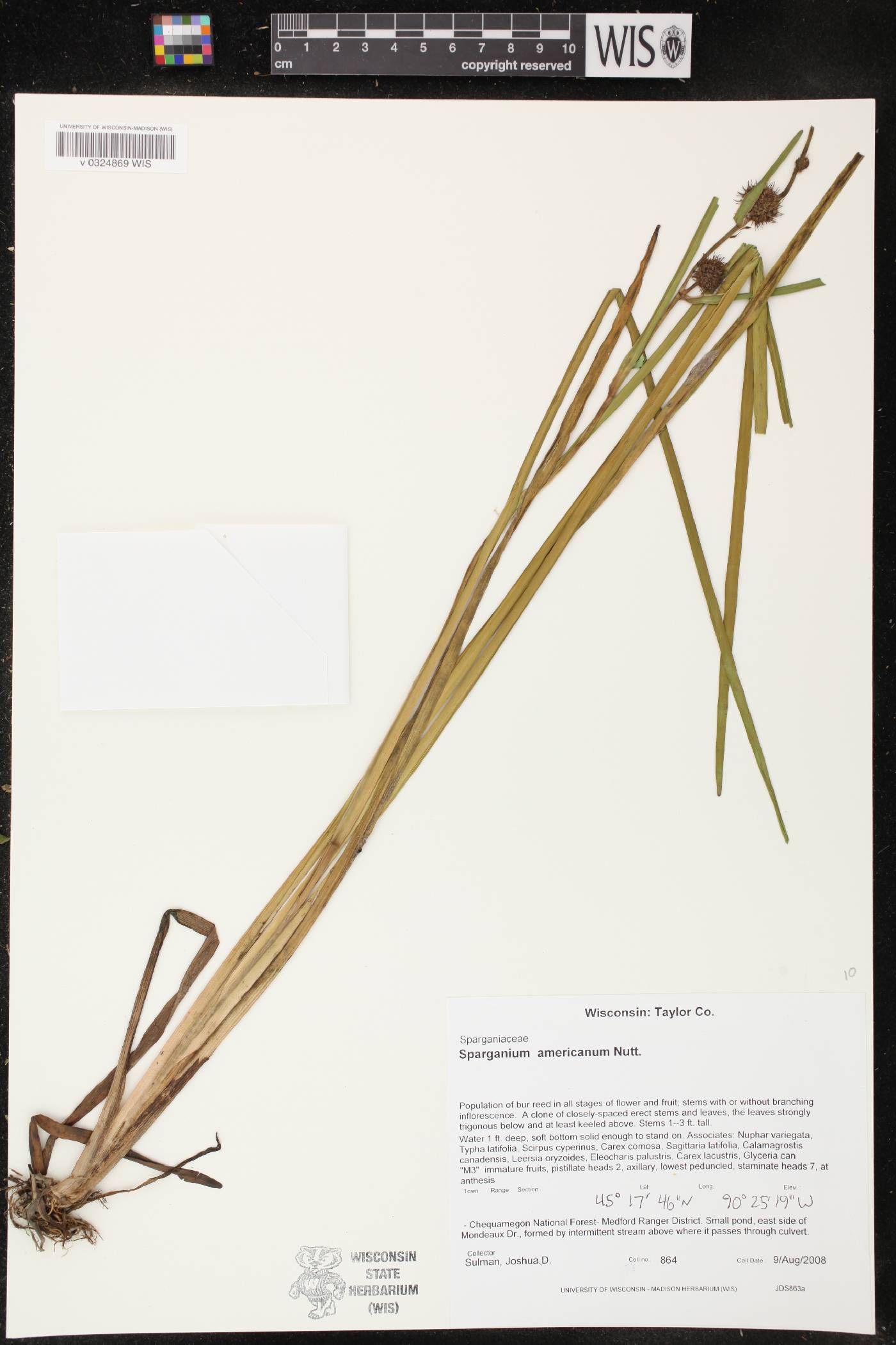 Sparganium americanum image