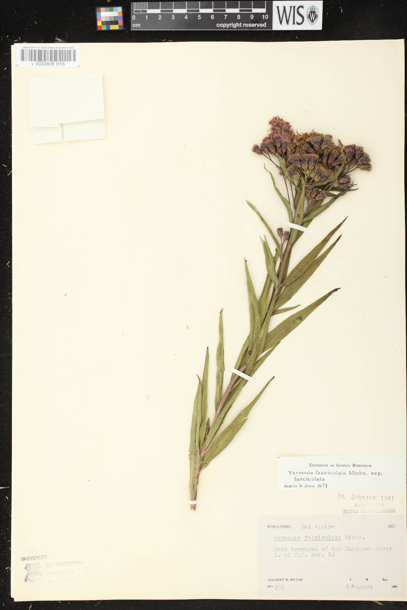 Vernonia fasciculata image