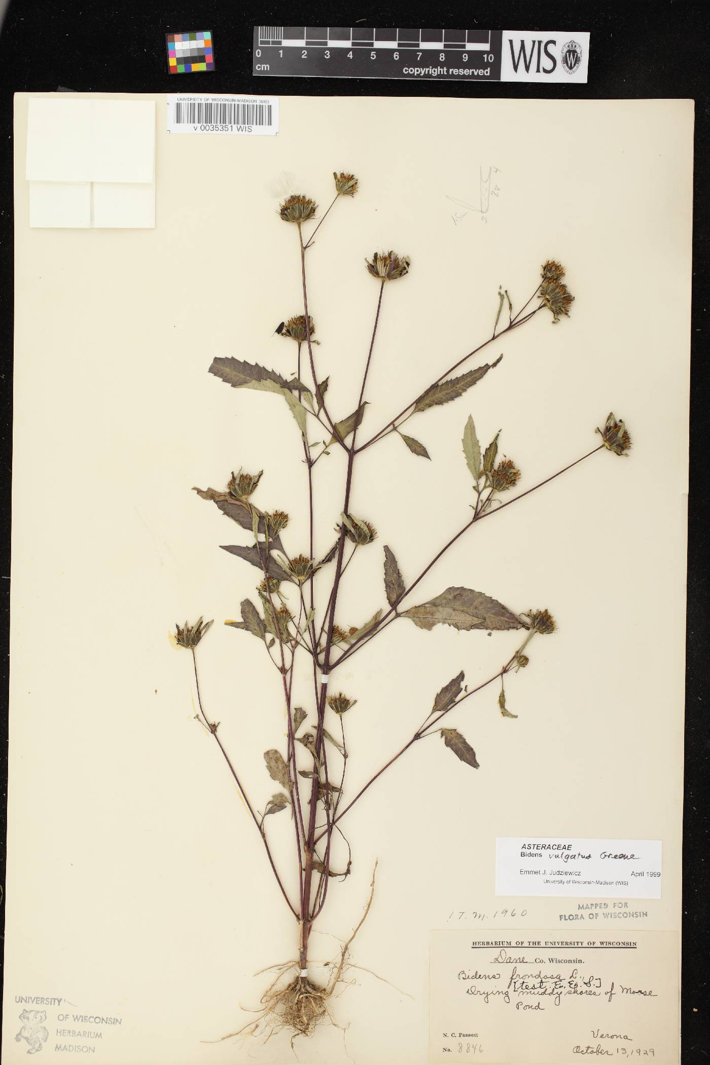 Bidens vulgata image