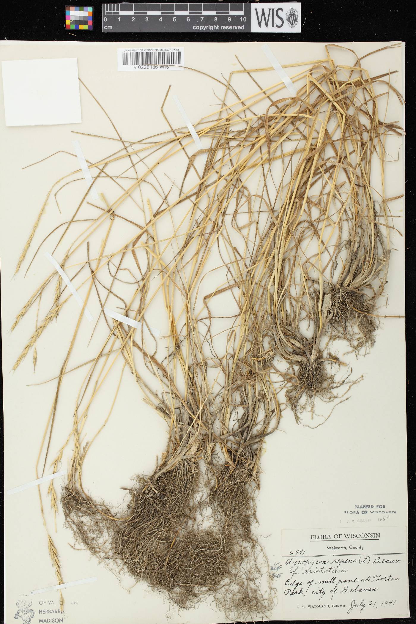 Elymus repens image