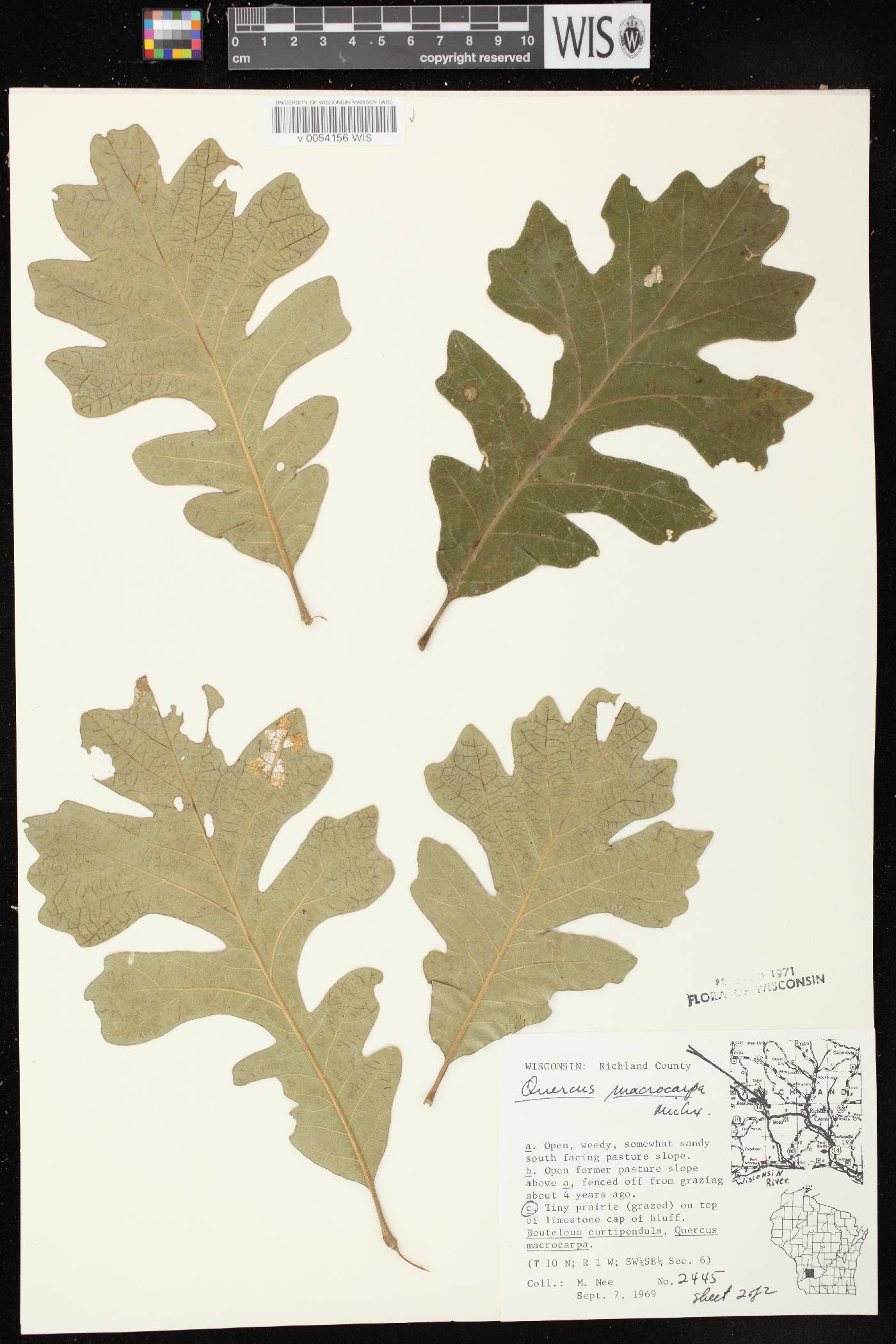 Quercus macrocarpa image