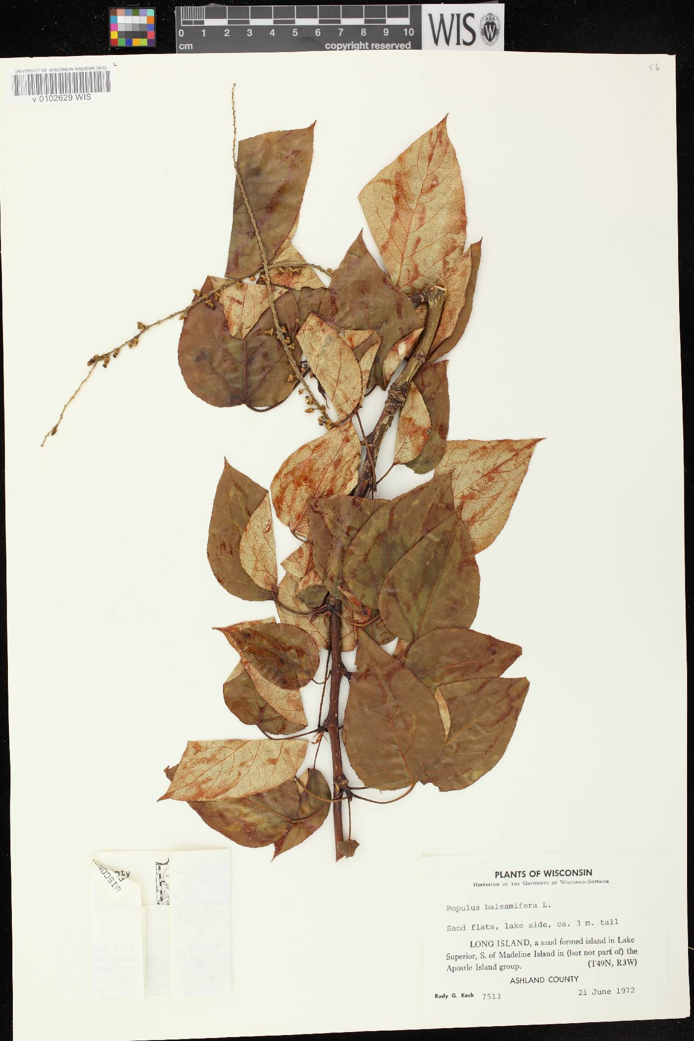 Populus balsamifera image