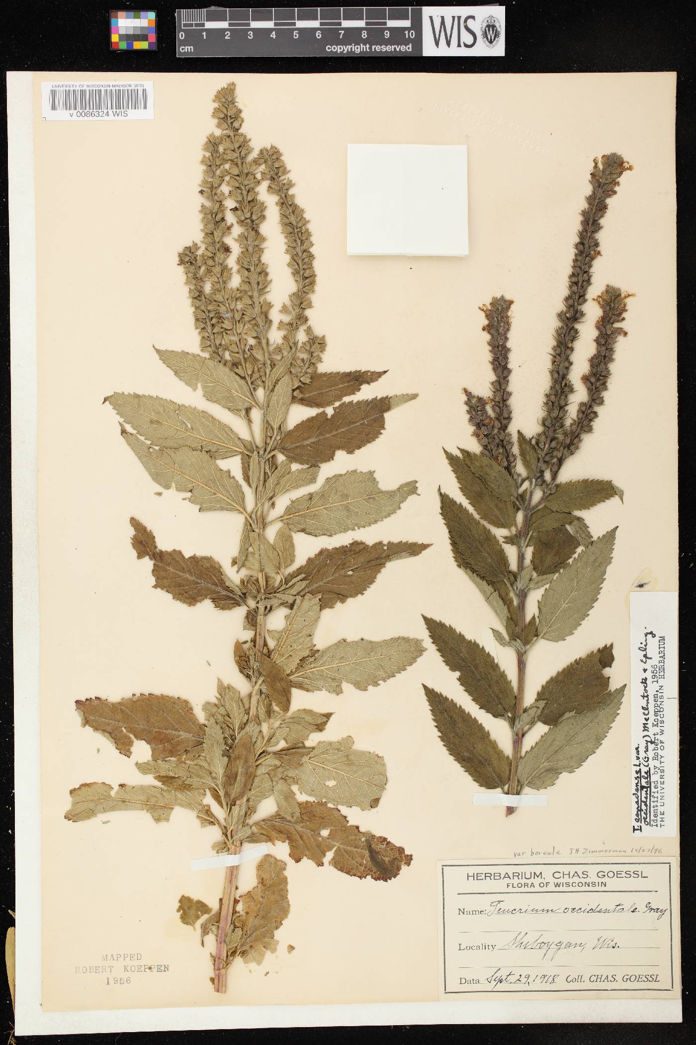 Teucrium canadense var. occidentale image