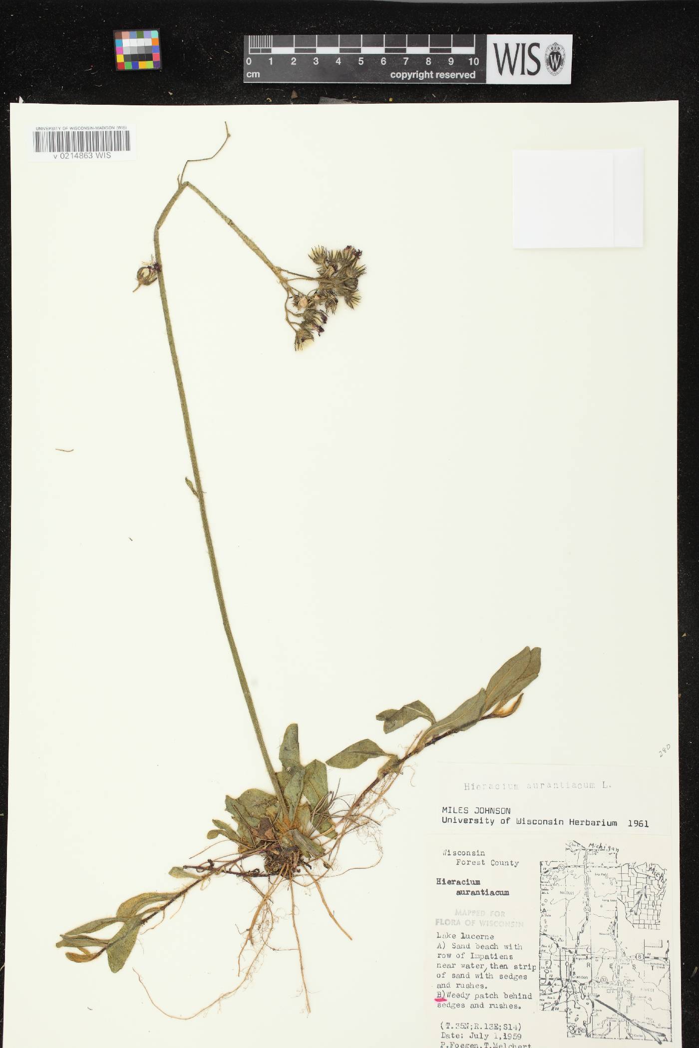 Hieracium aurantiacum image