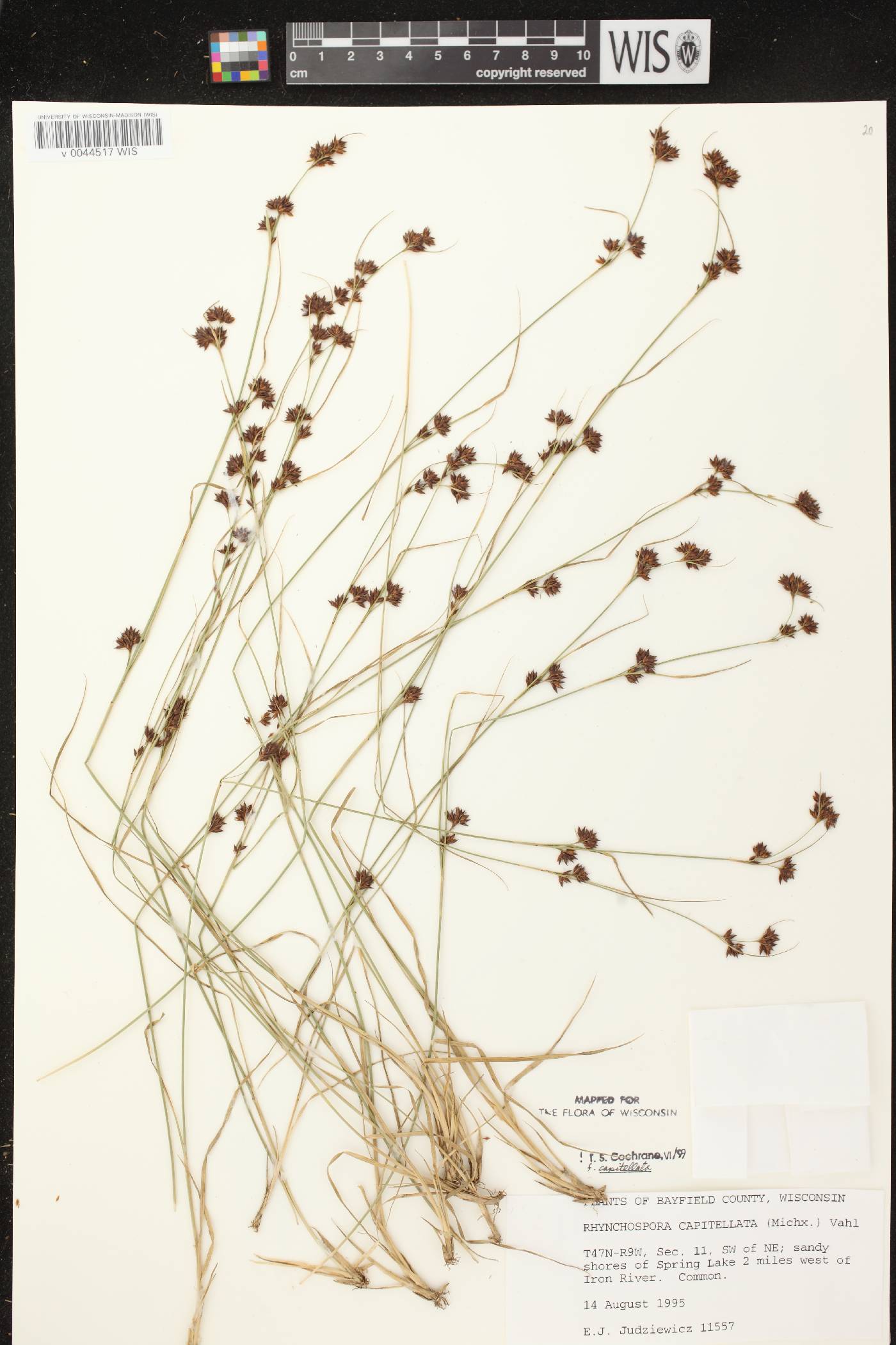 Rhynchospora capitellata image