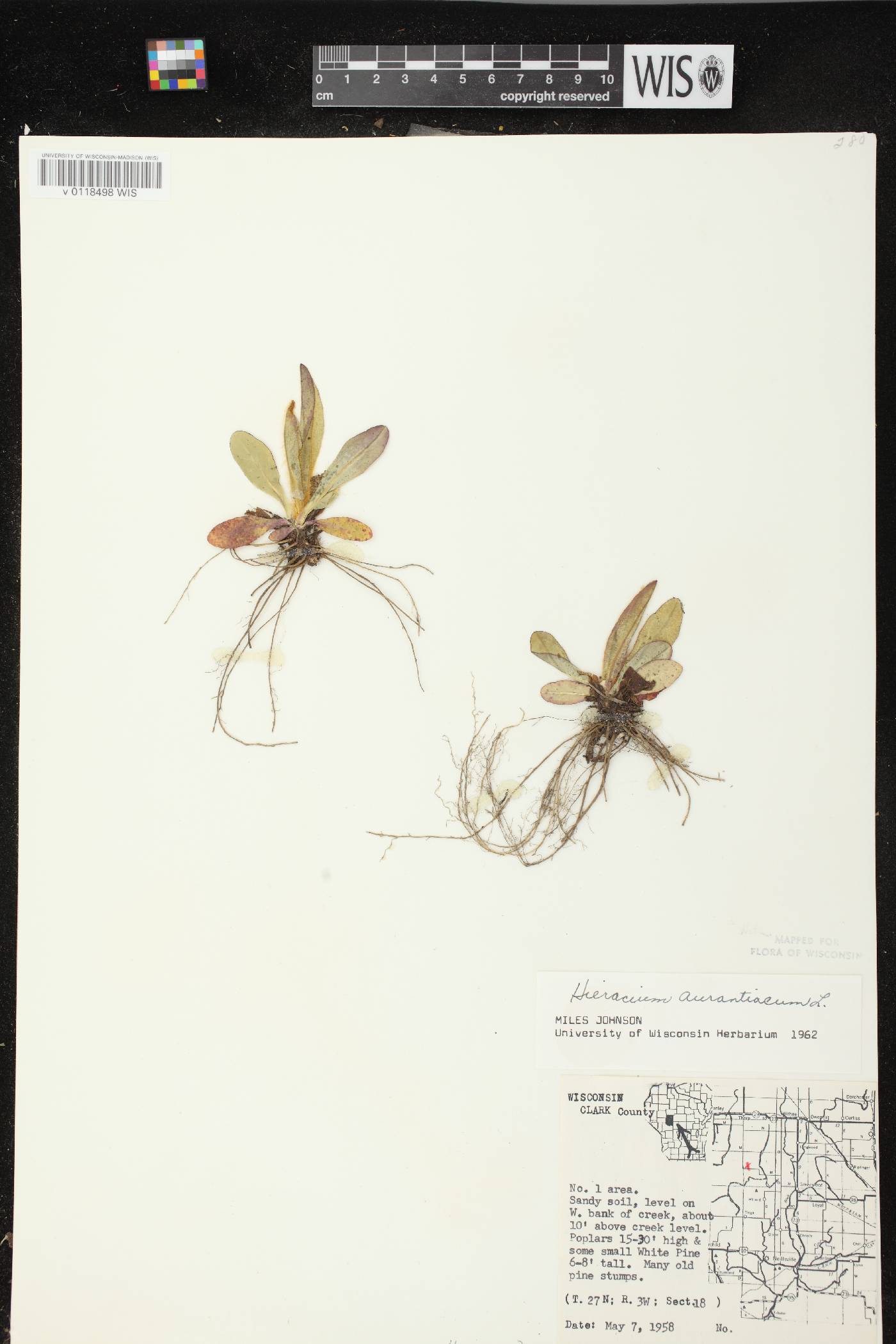 Hieracium aurantiacum image