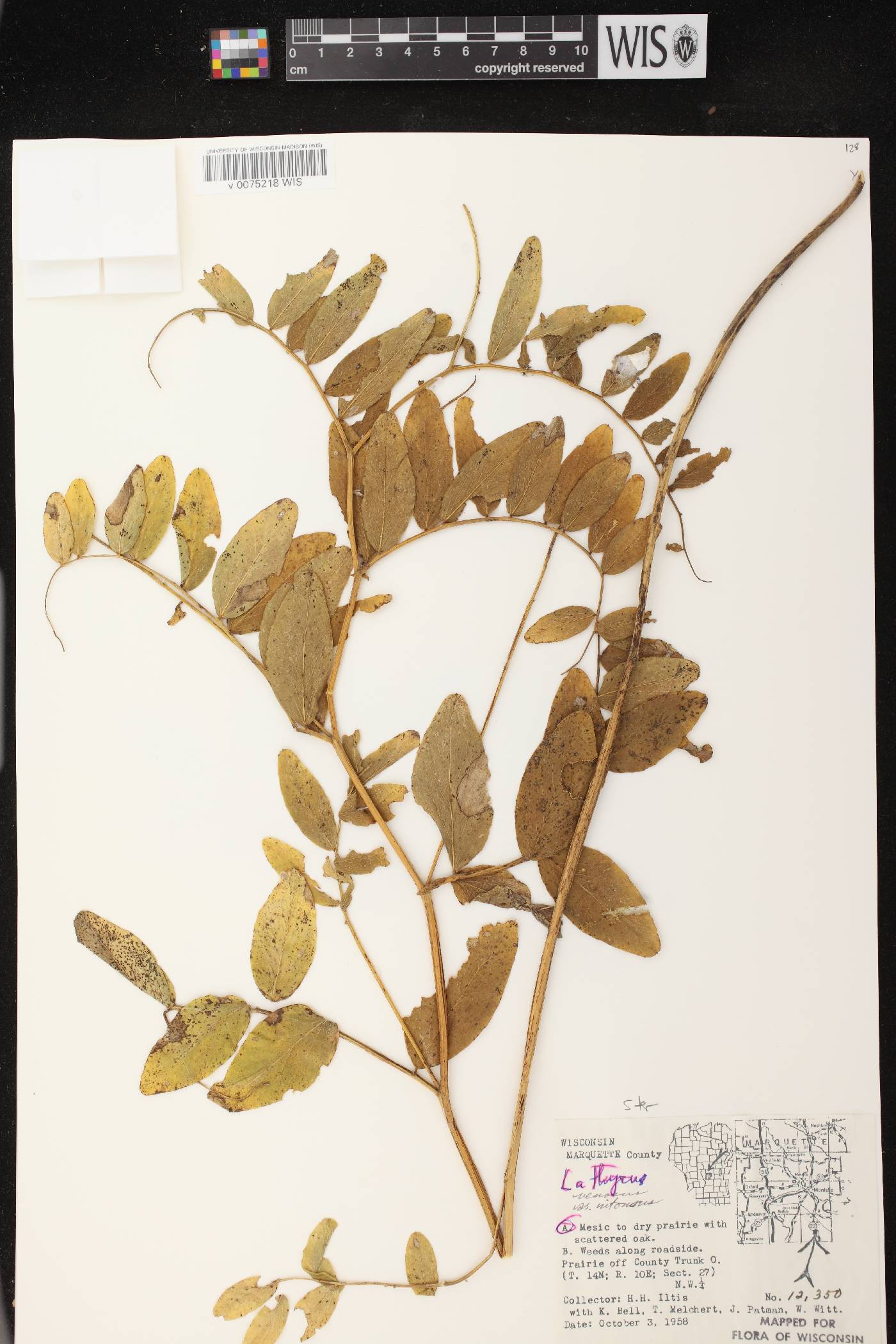 Lathyrus venosus image