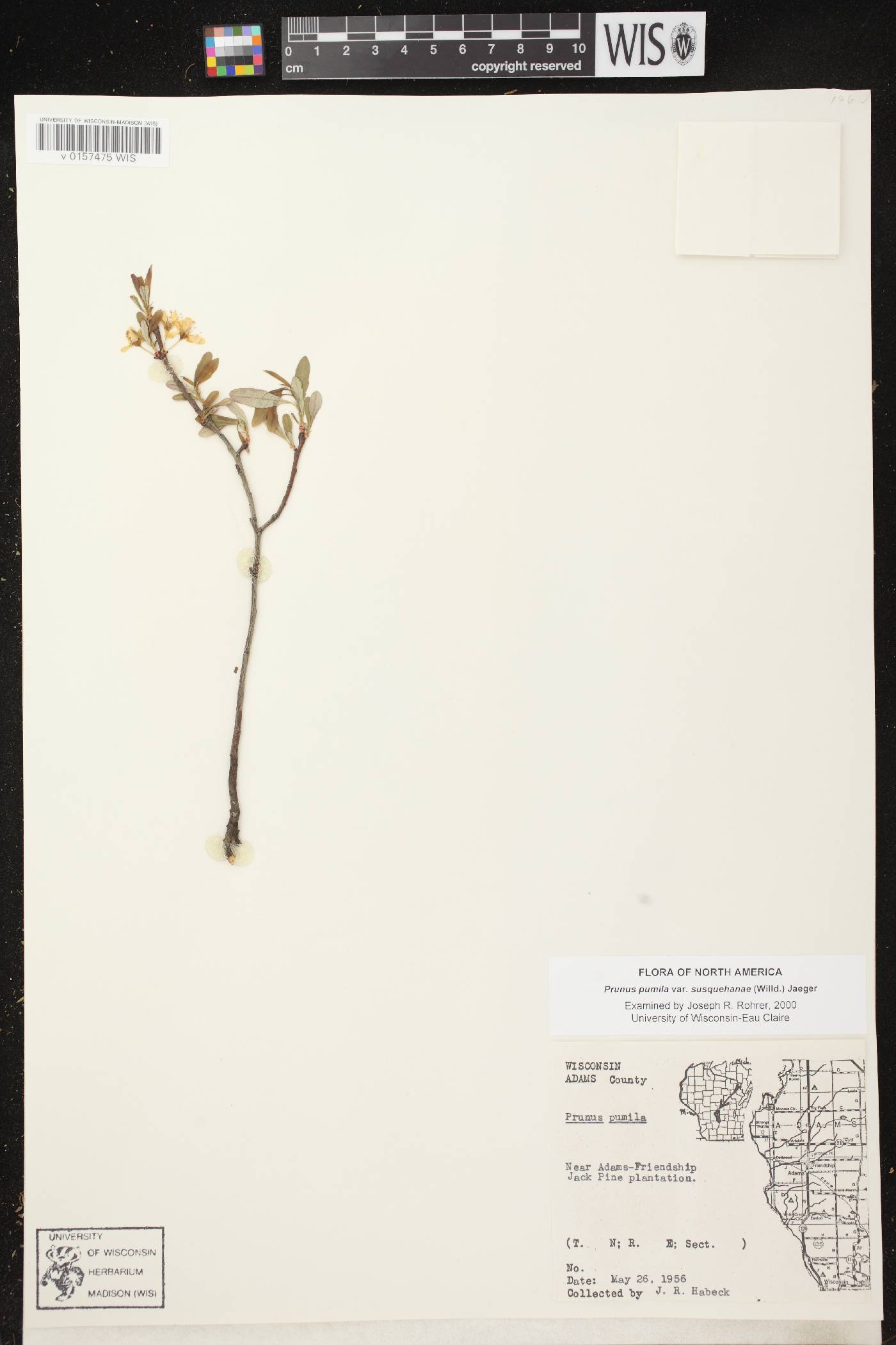 Prunus pumila image