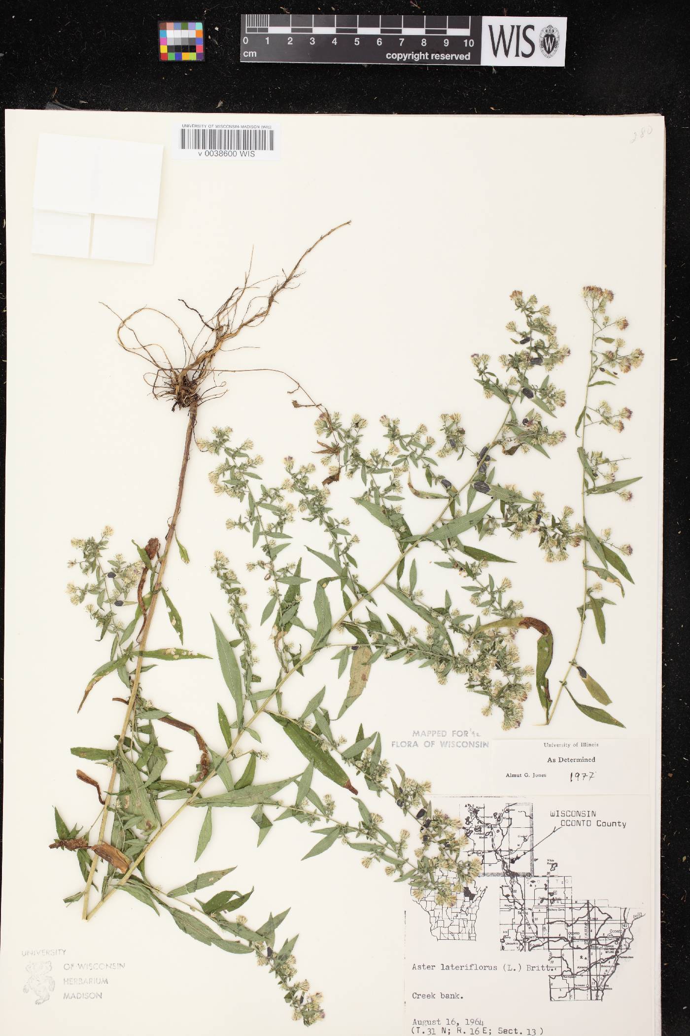 Symphyotrichum lateriflorum image