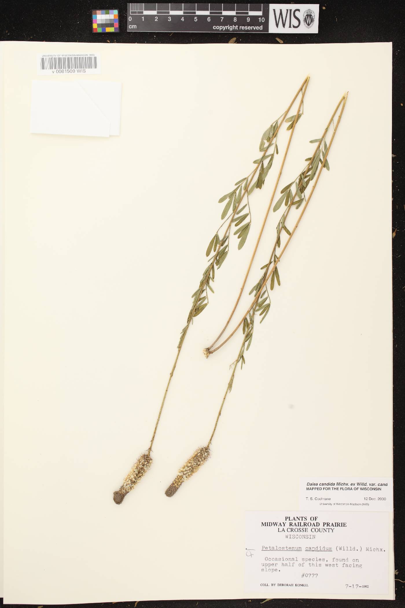 Dalea candida image