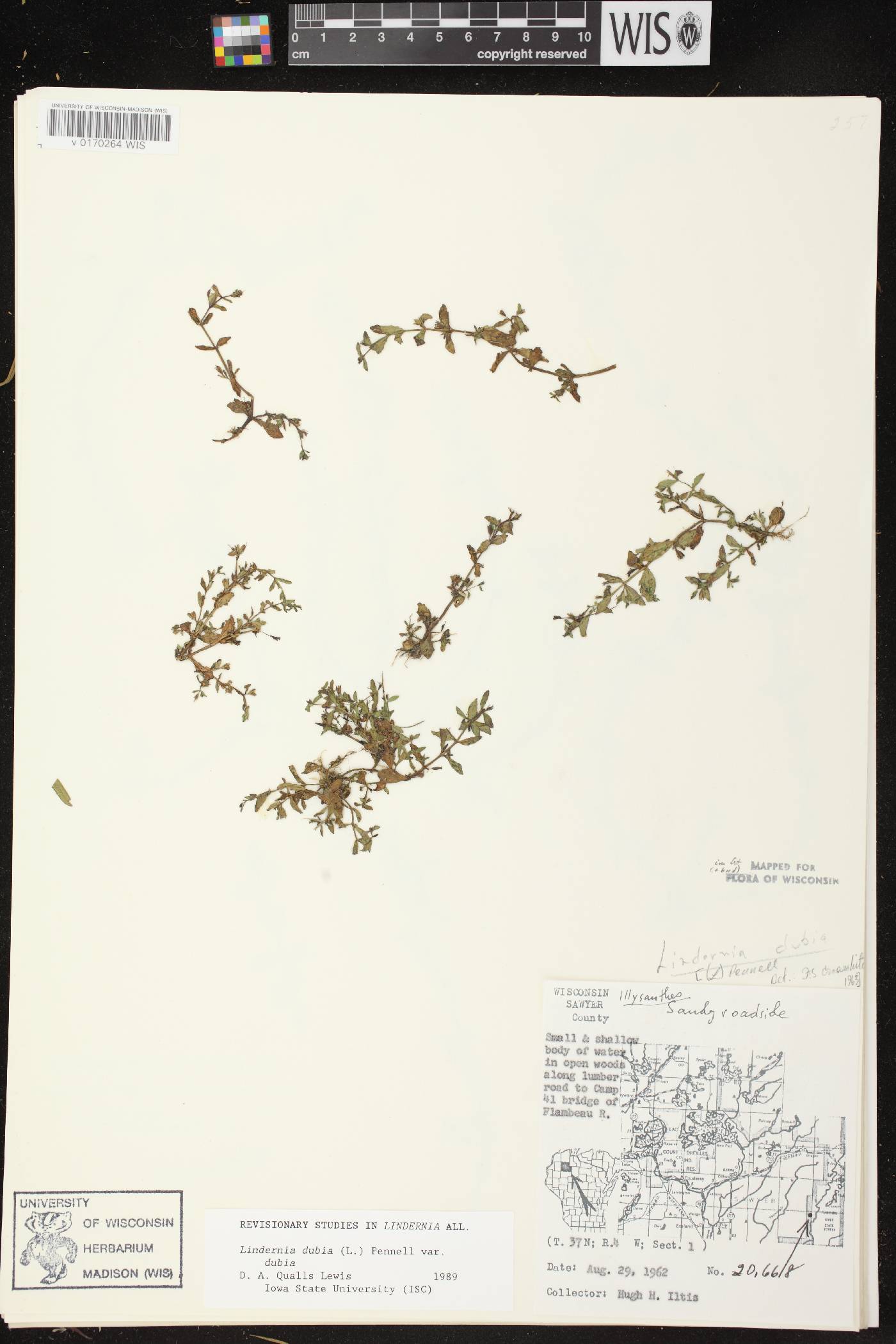 Lindernia dubia image