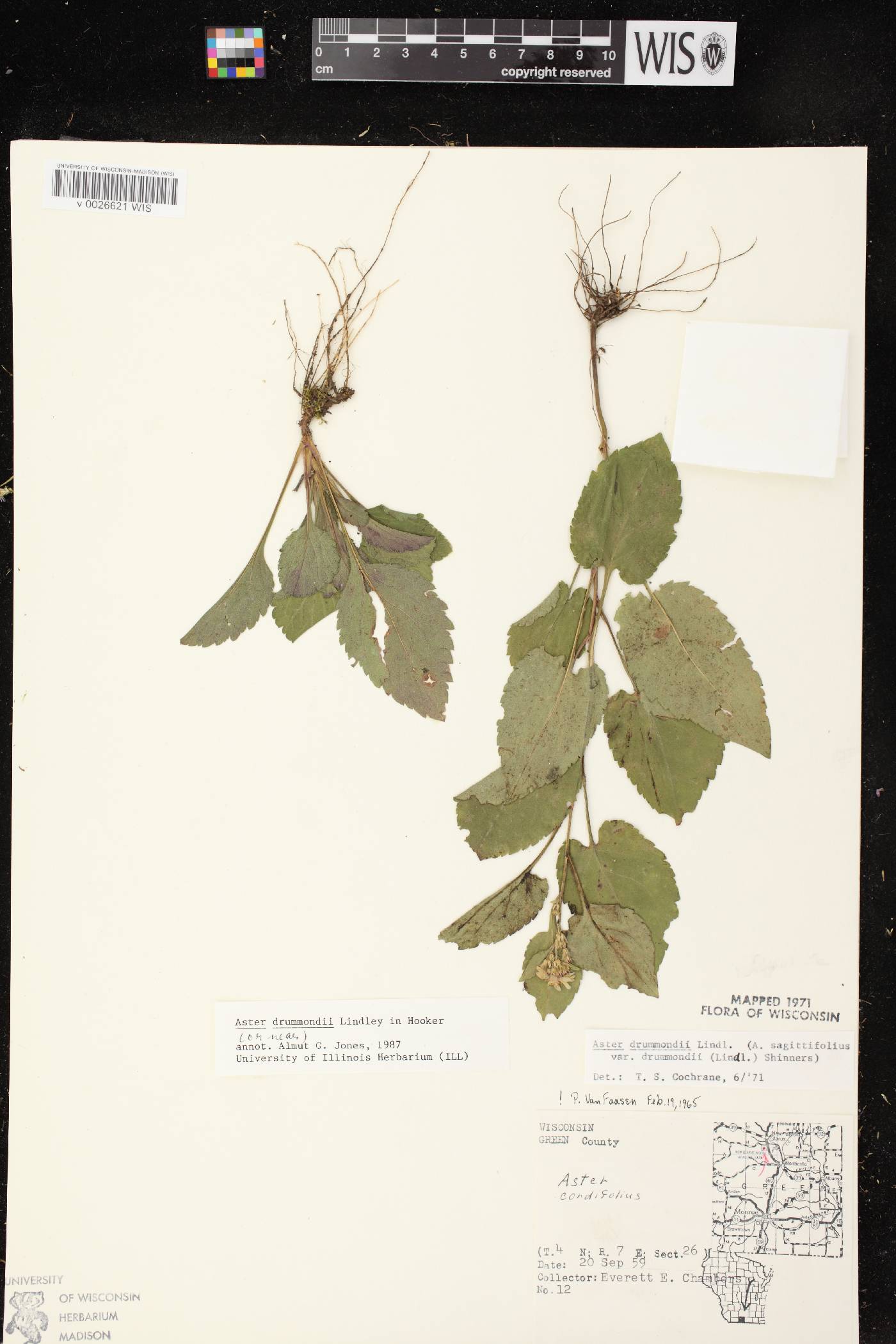 Symphyotrichum drummondii var. drummondii image