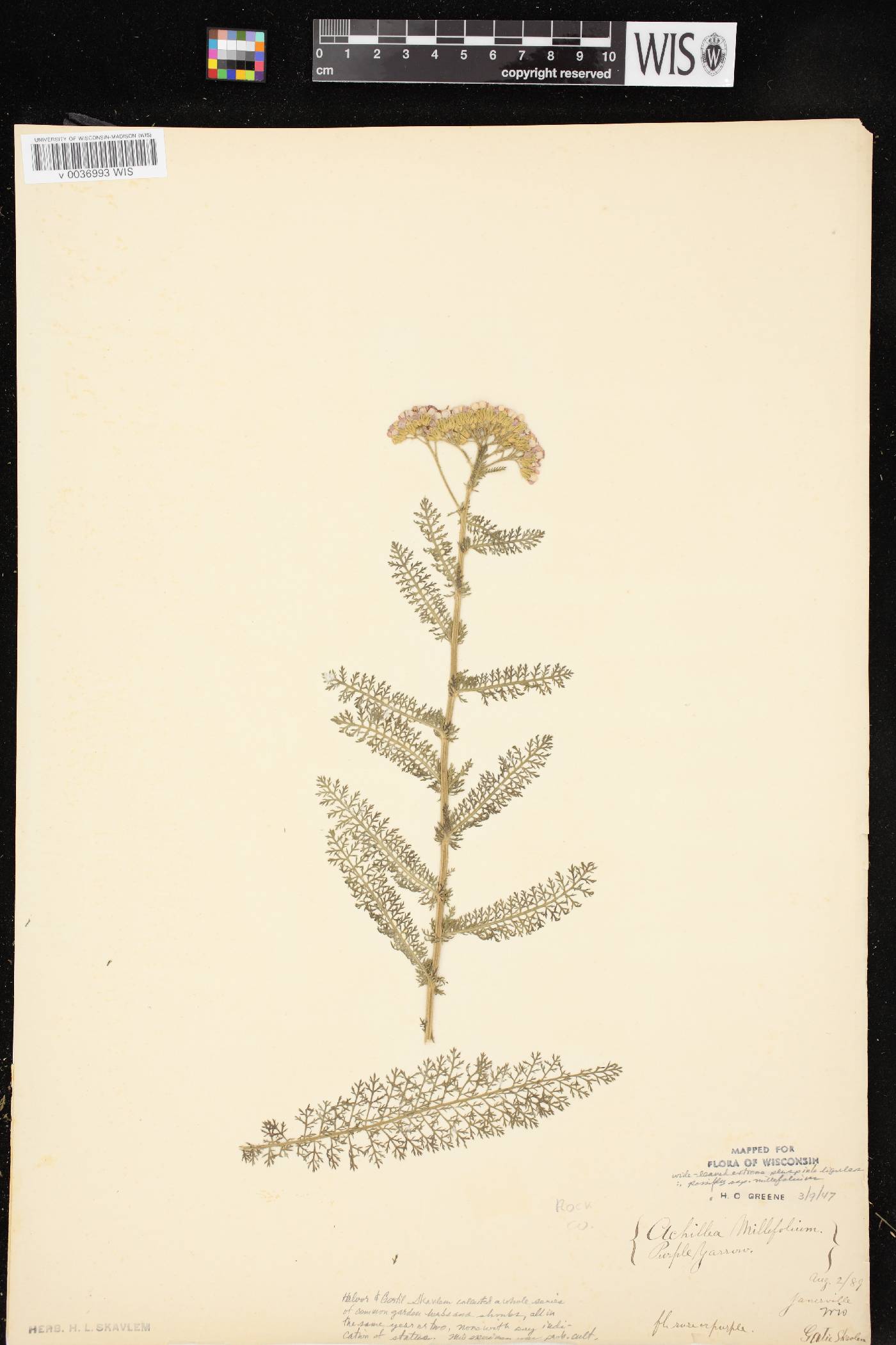 Achillea millefolium image