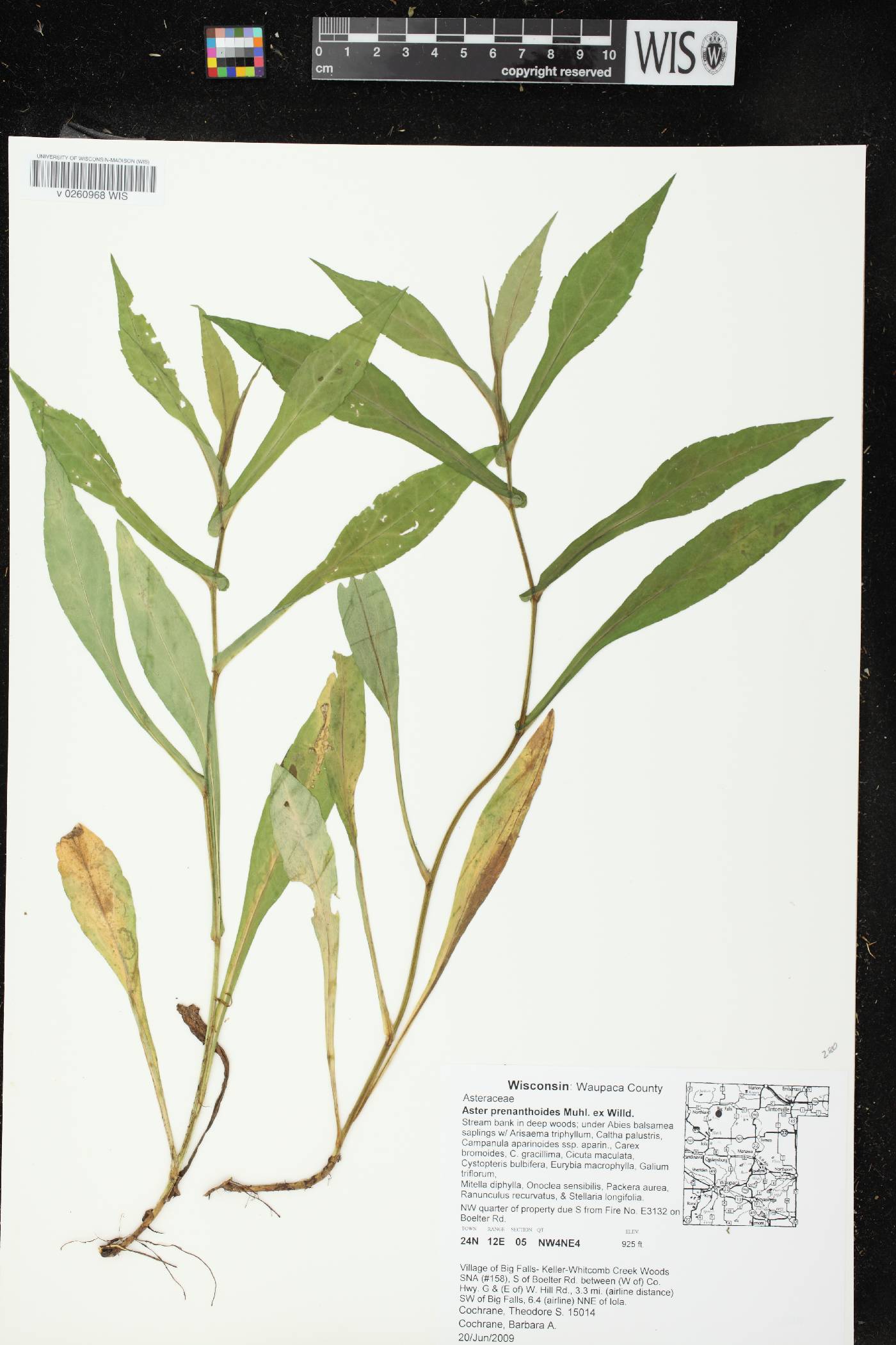 Symphyotrichum prenanthoides image