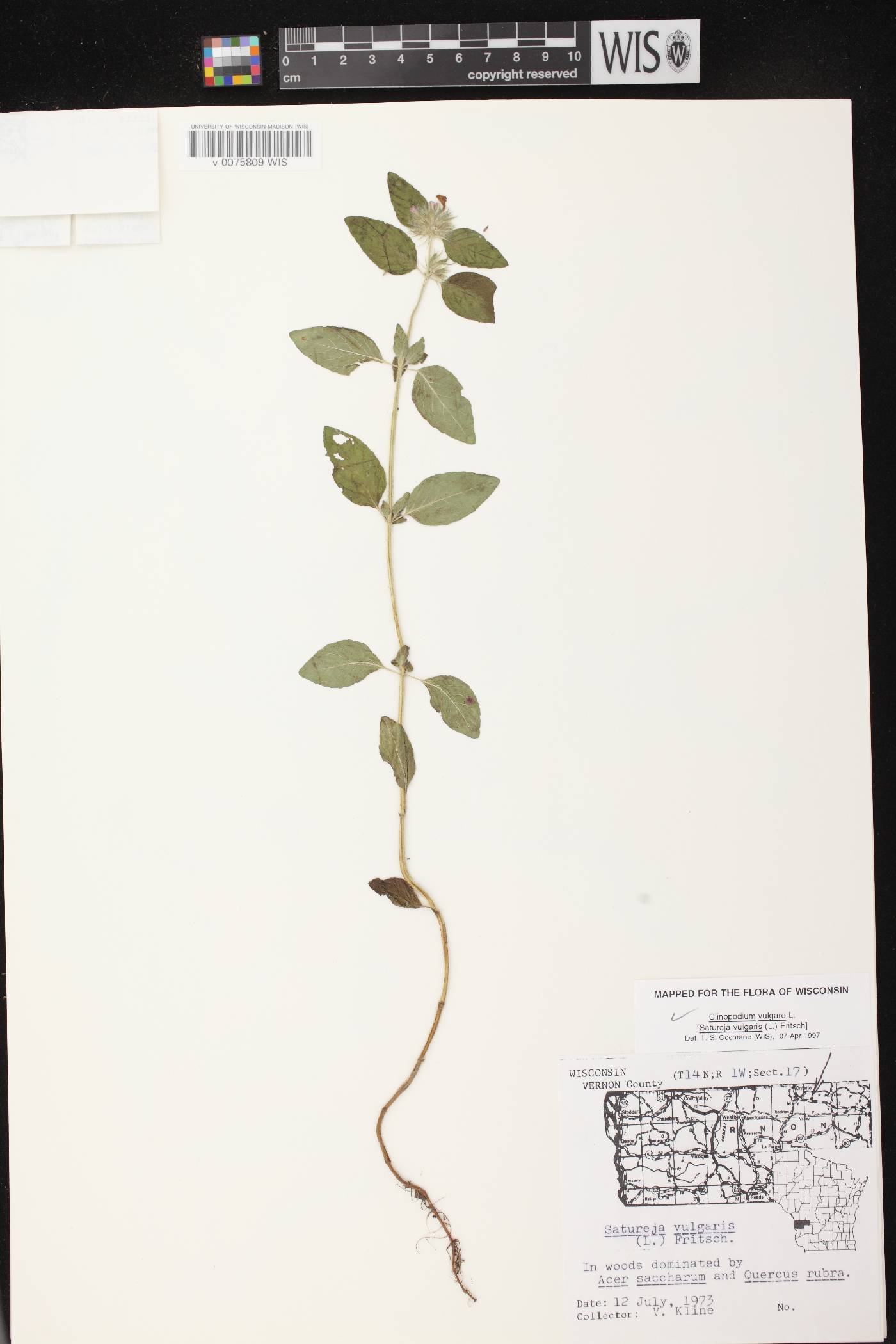 Clinopodium vulgare image