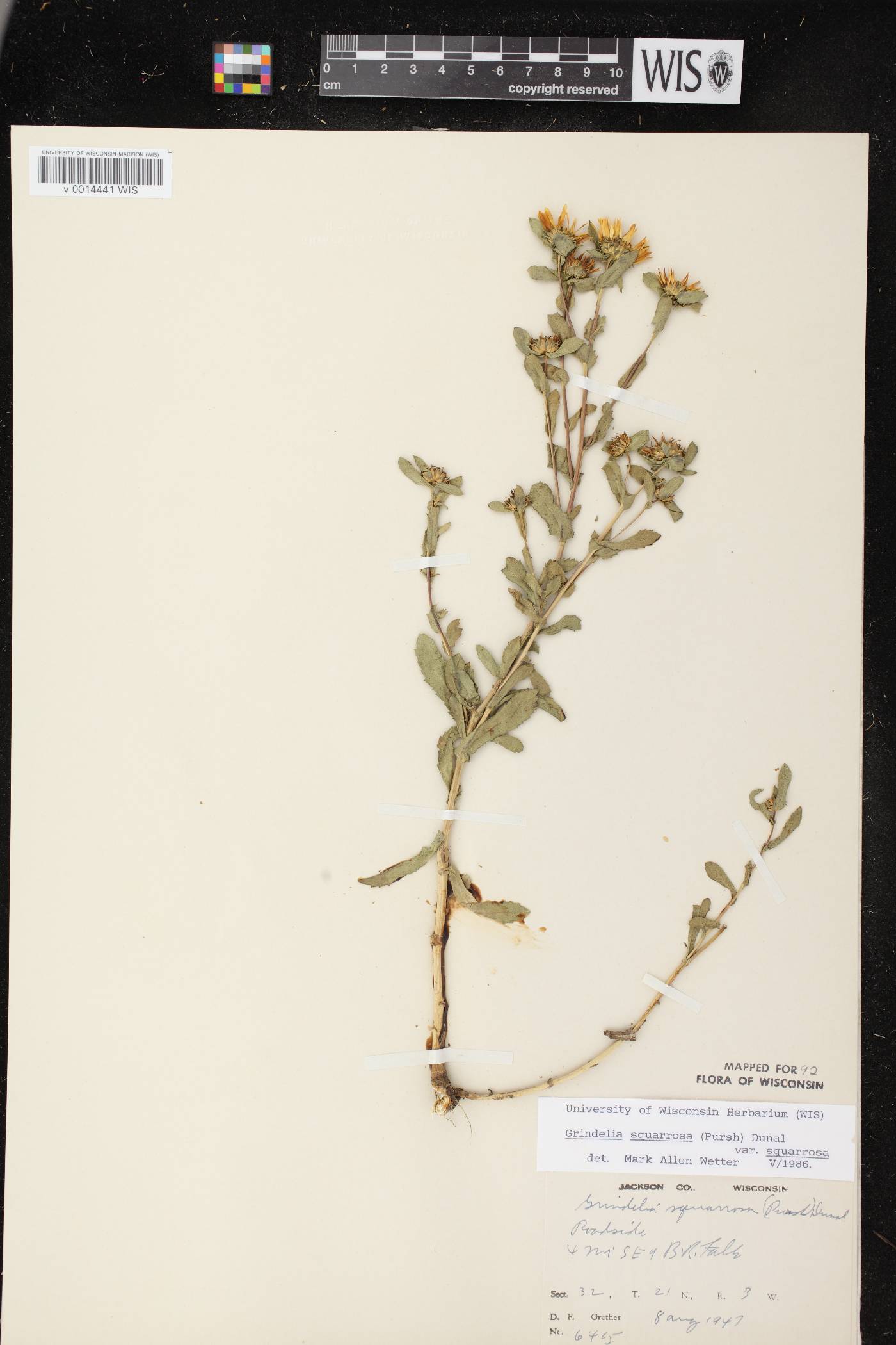 Grindelia squarrosa image