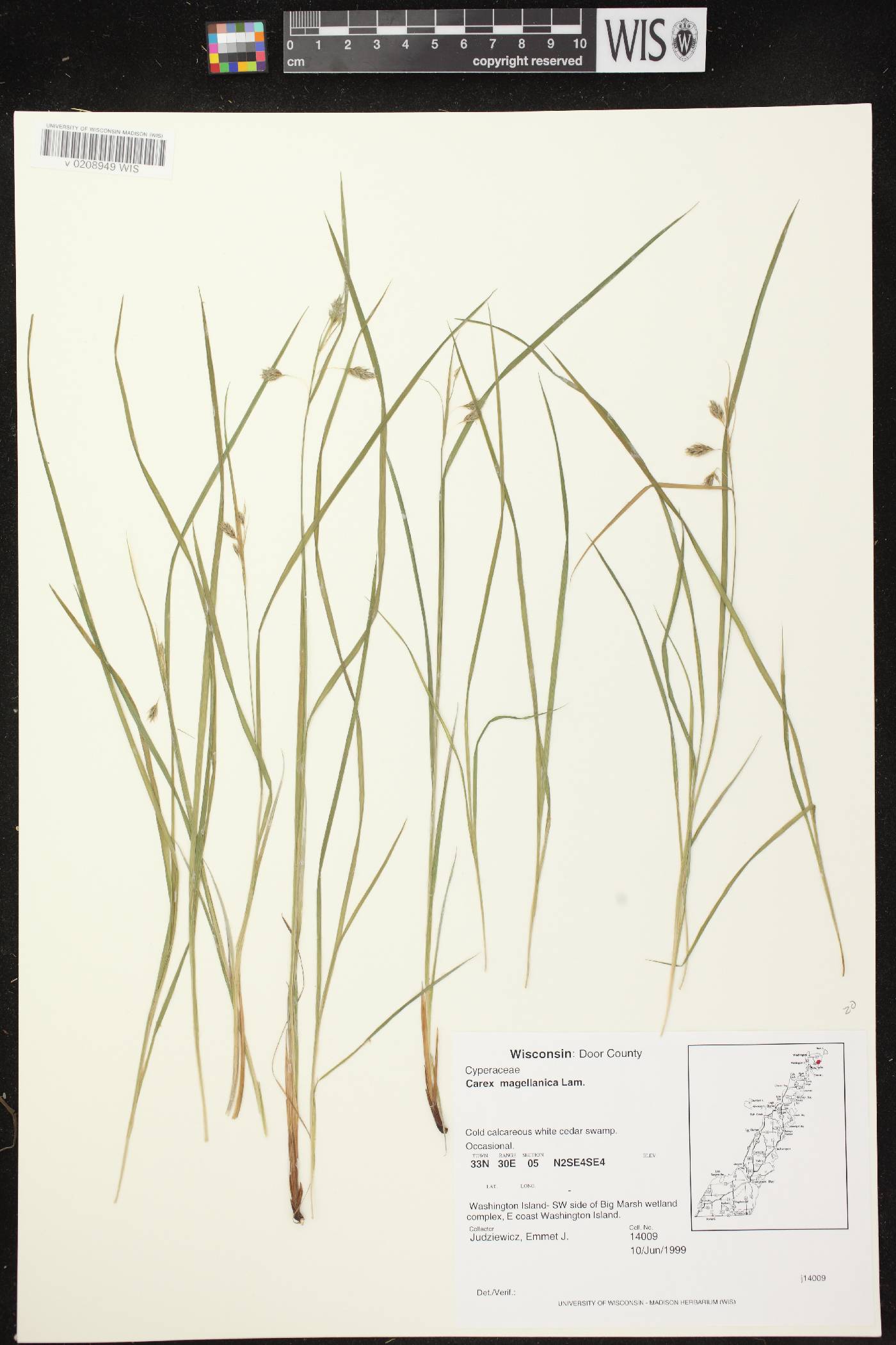 Carex magellanica image