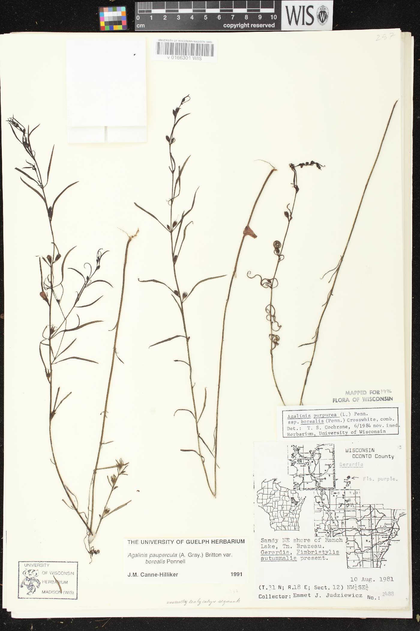 Agalinis paupercula var. borealis image