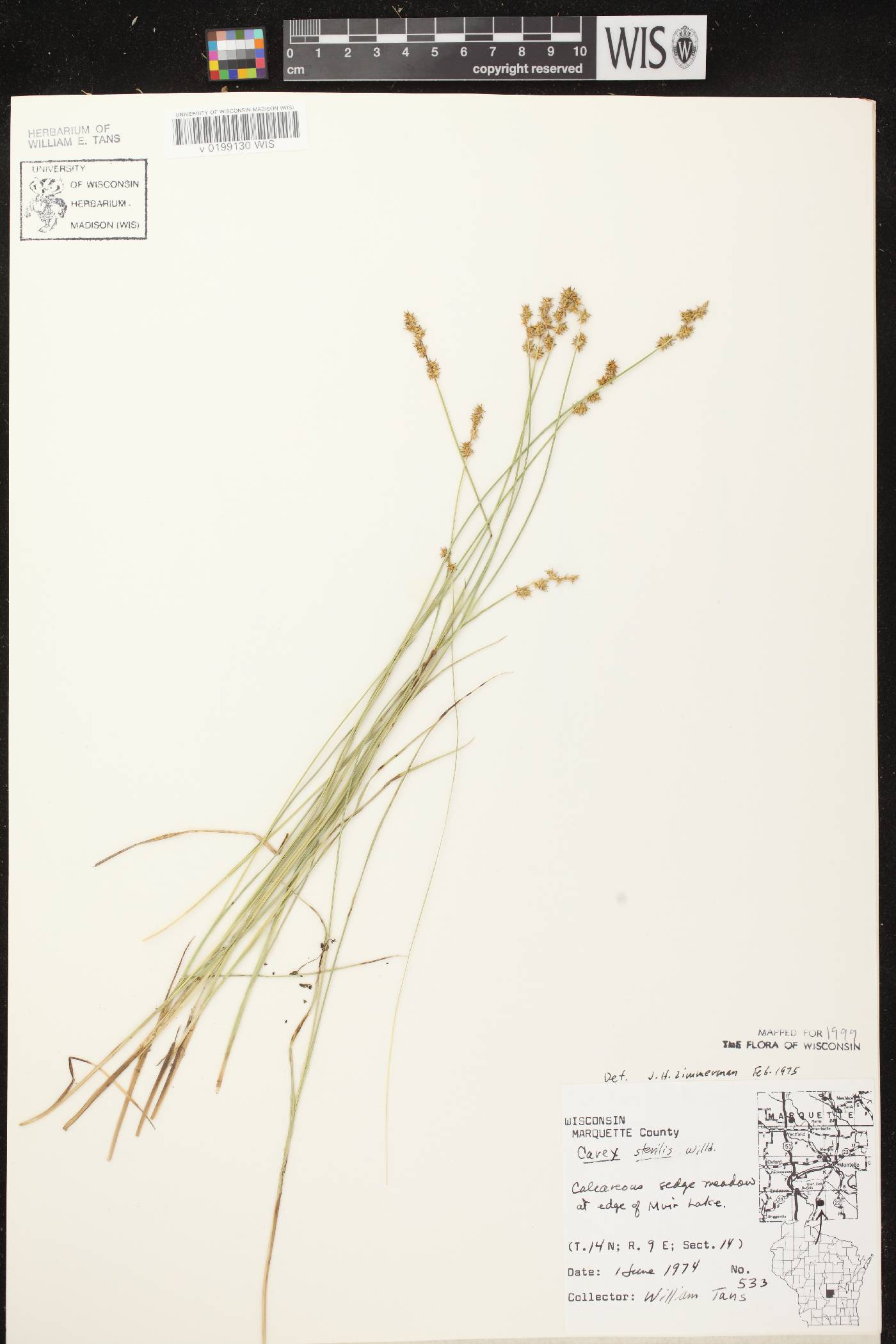 Carex sterilis image