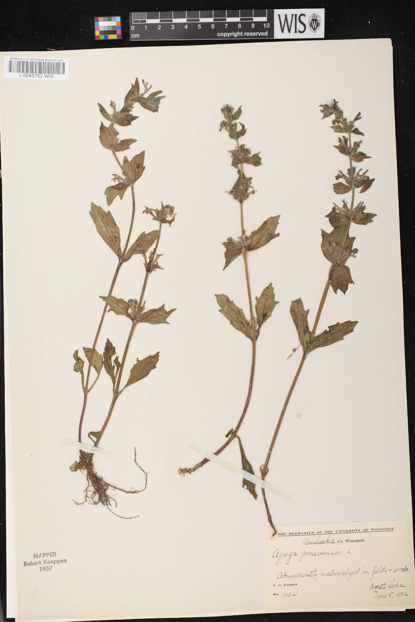 Ajuga genevensis image