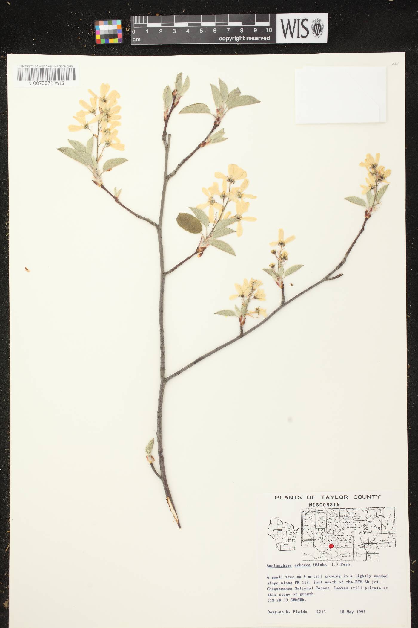 Amelanchier arborea image