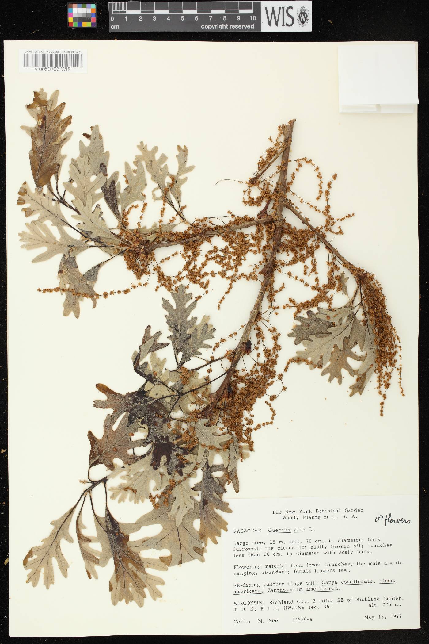 Quercus alba image