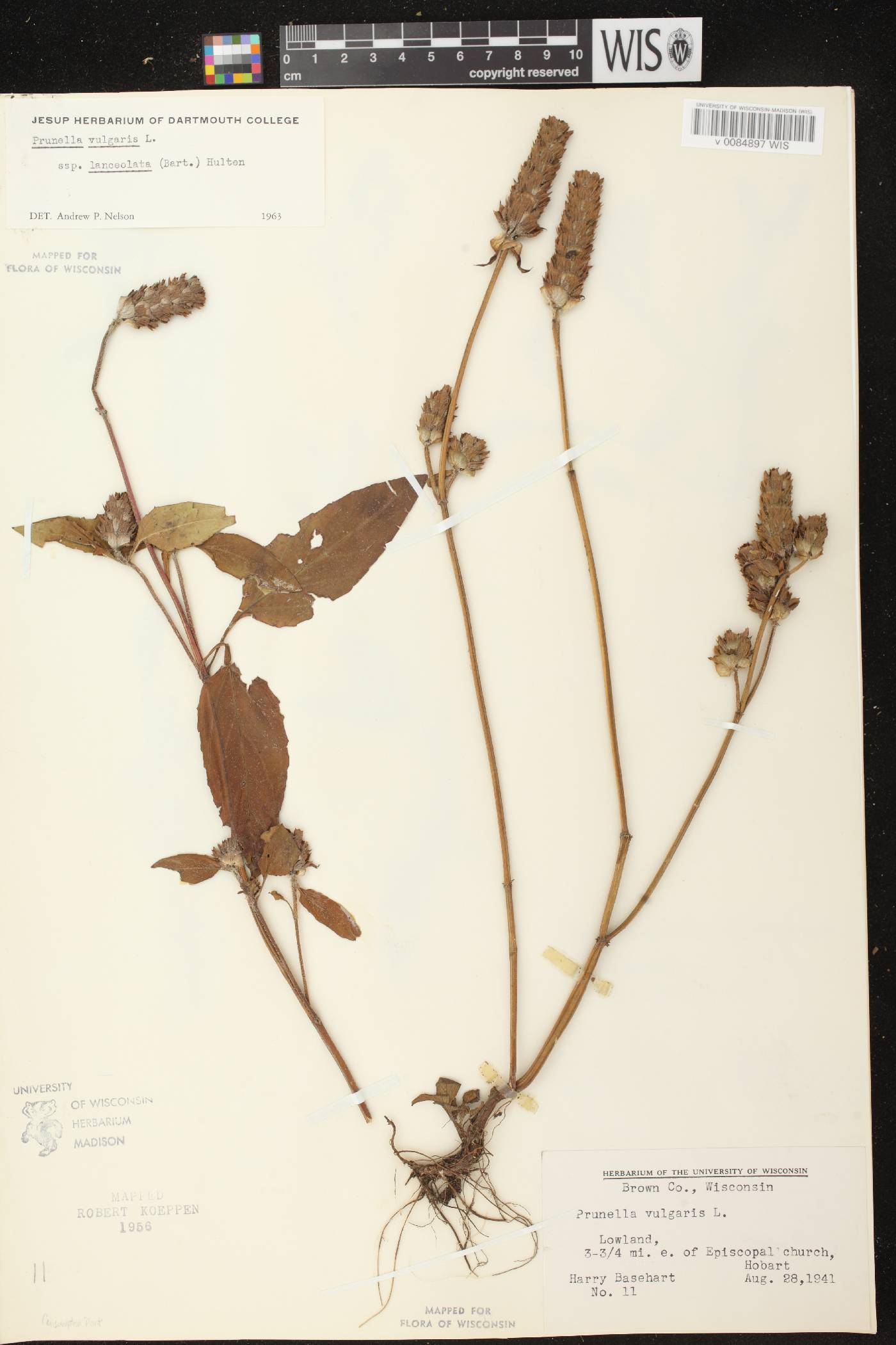 Prunella vulgaris subsp. lanceolata image