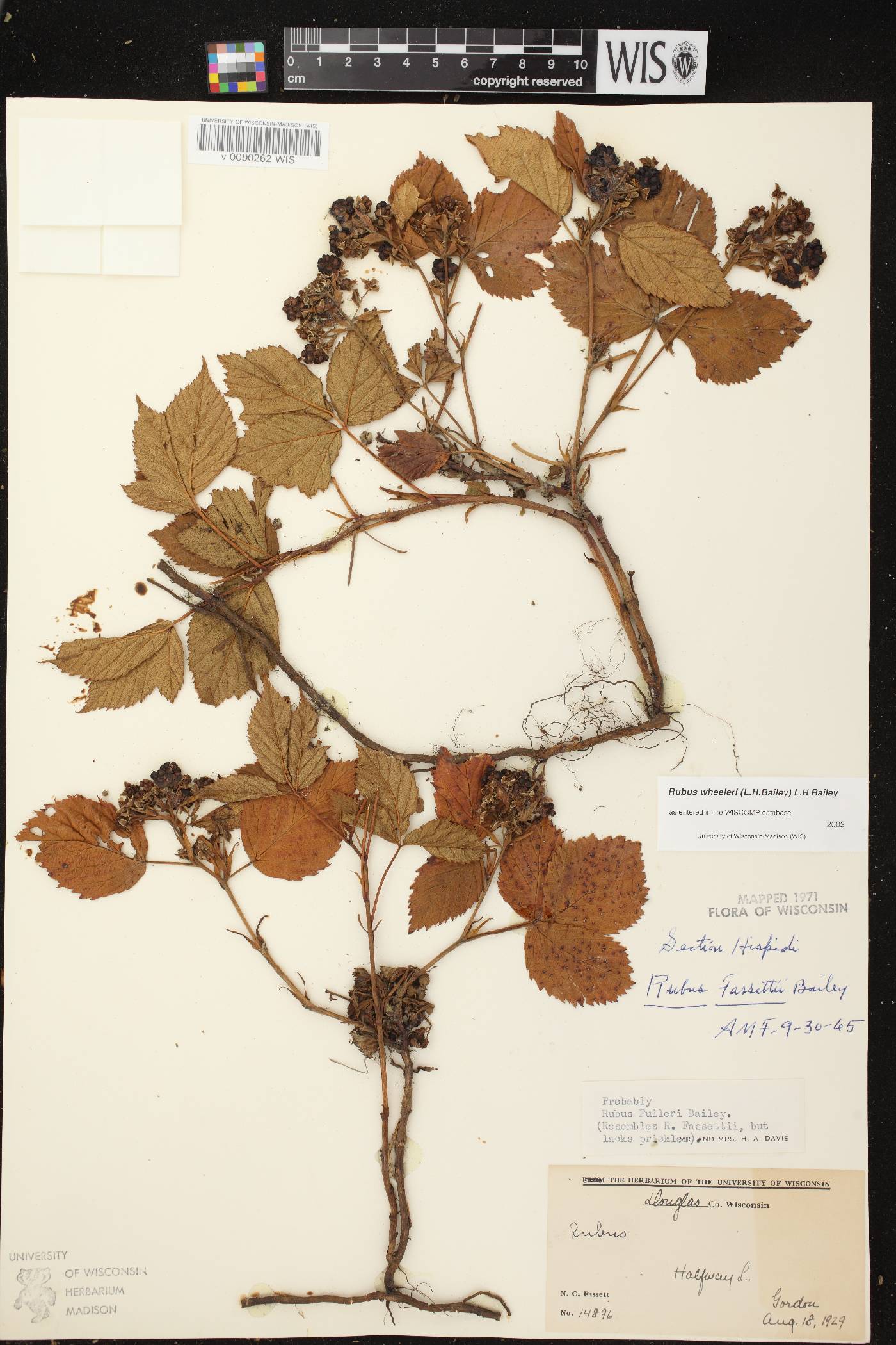 Rubus setosus image