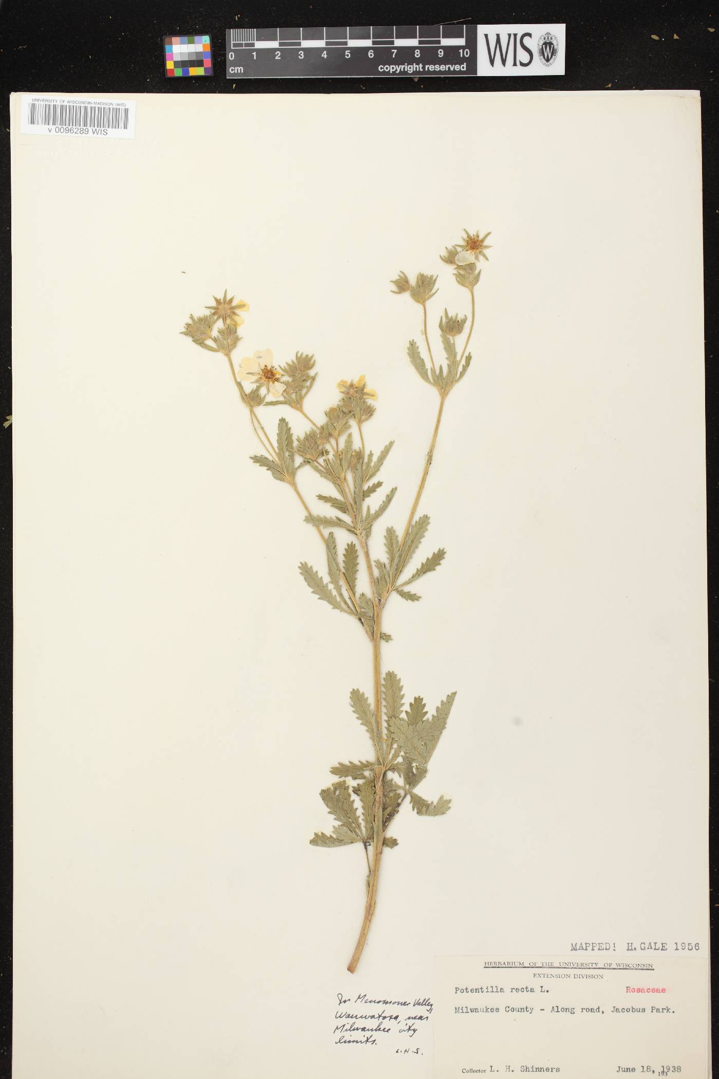 Potentilla recta image