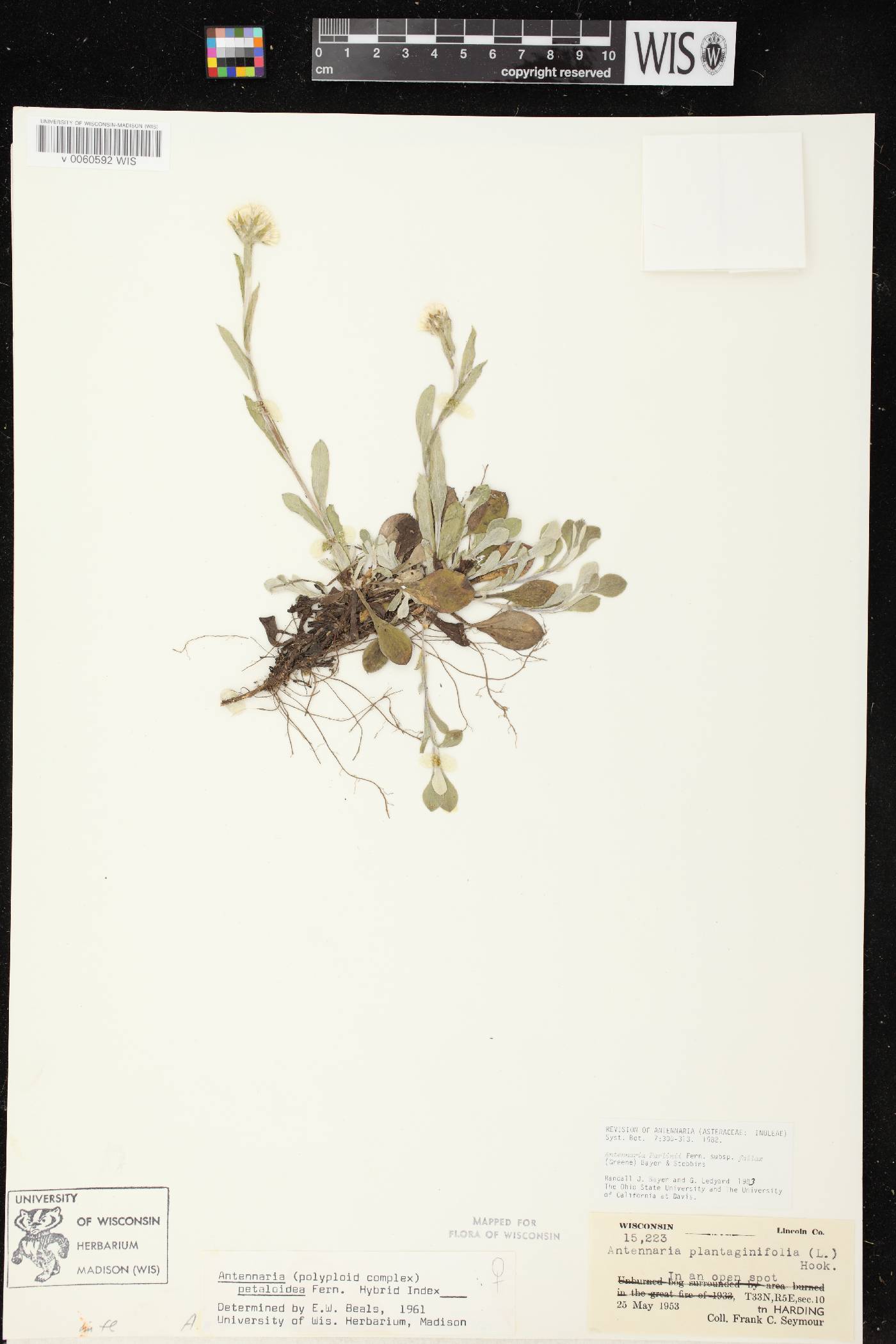Antennaria parlinii subsp. fallax image