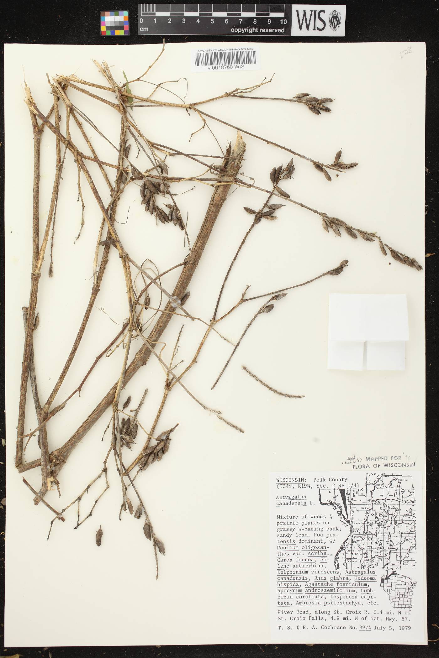 Astragalus canadensis var. canadensis image