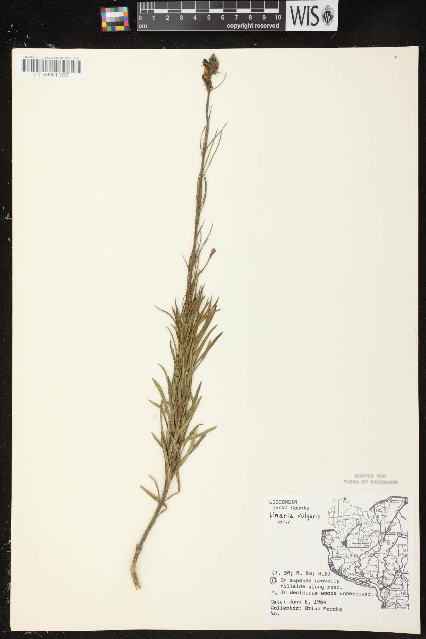 Linaria vulgaris image