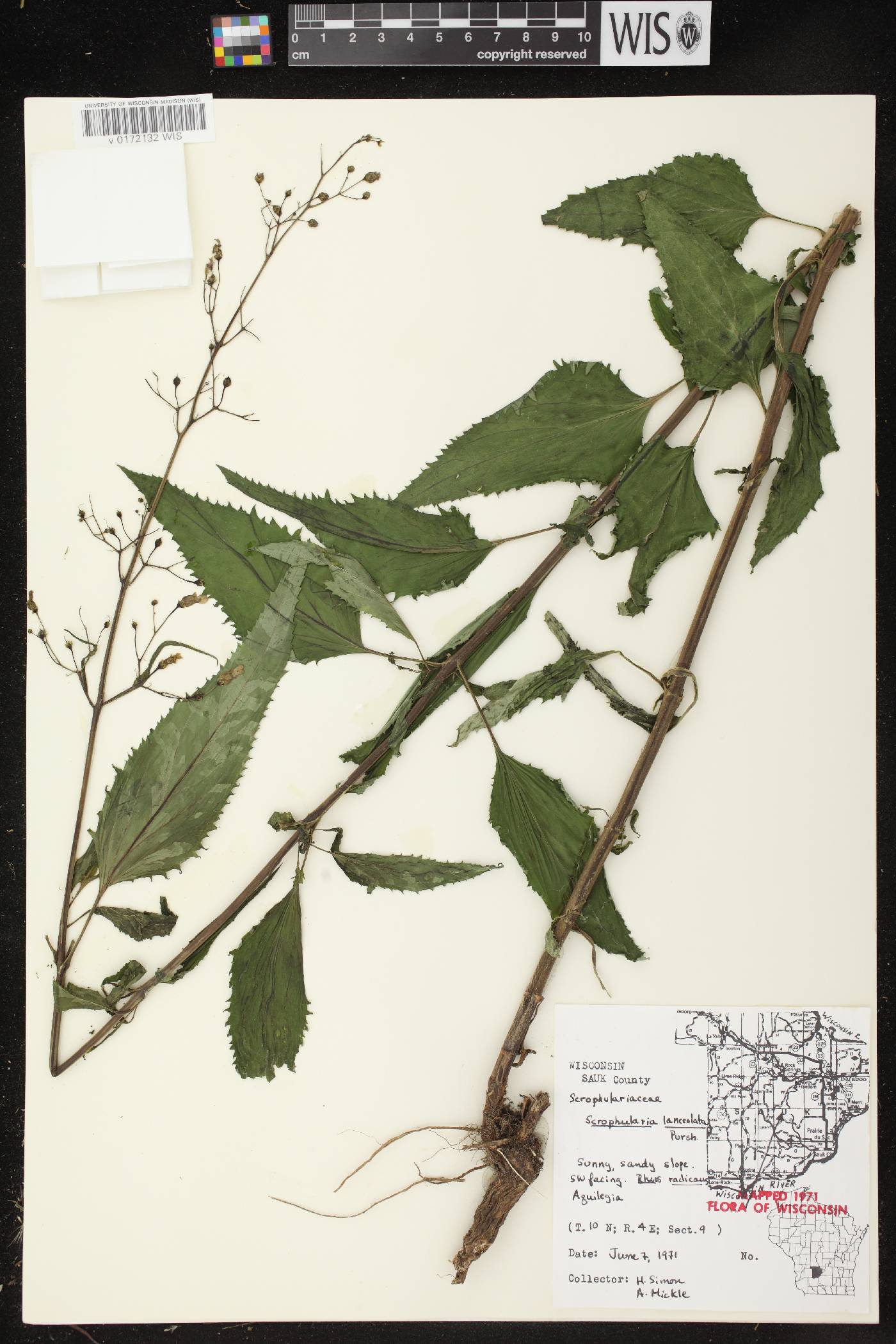 Scrophularia lanceolata image