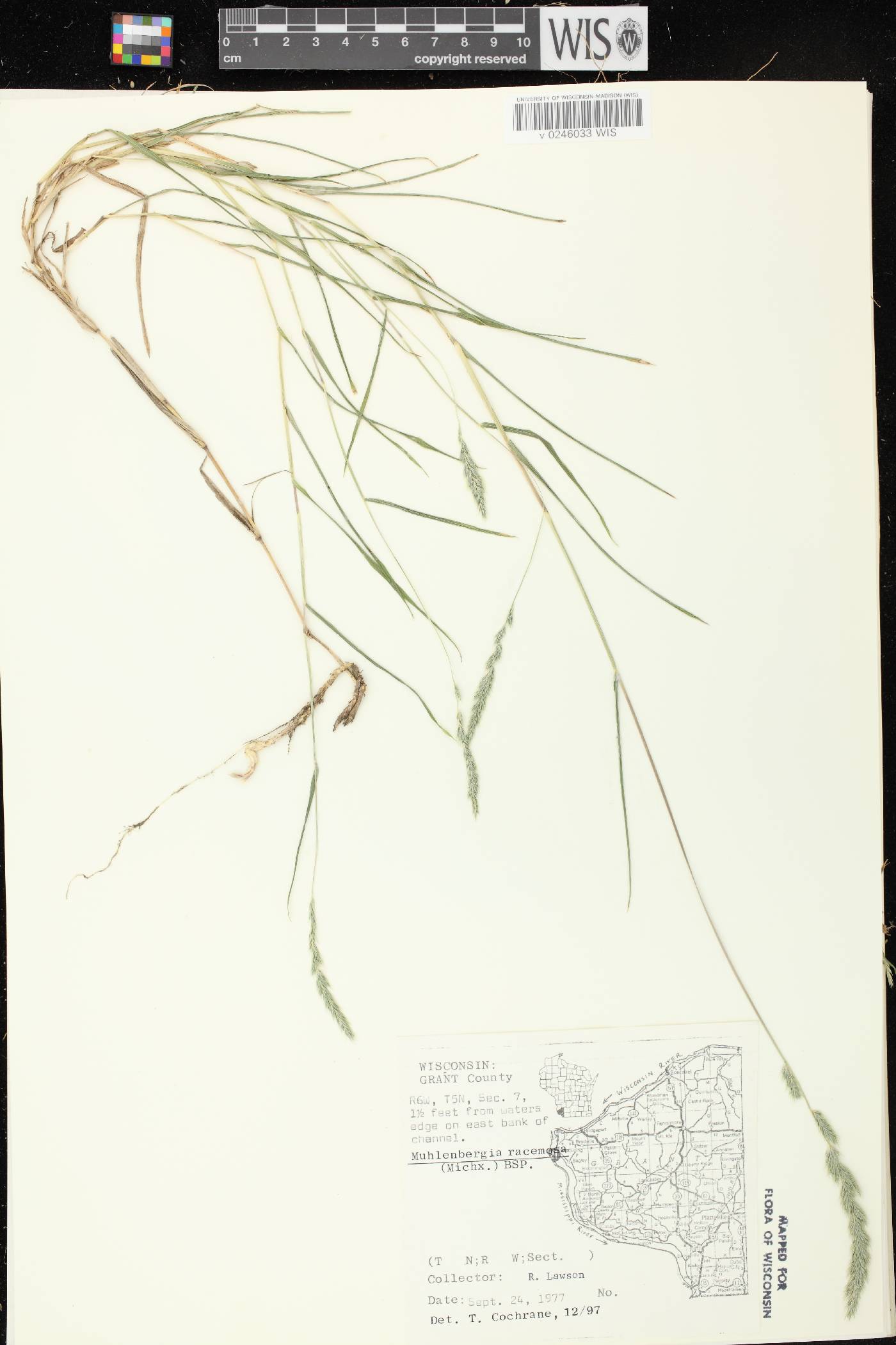 Muhlenbergia racemosa image