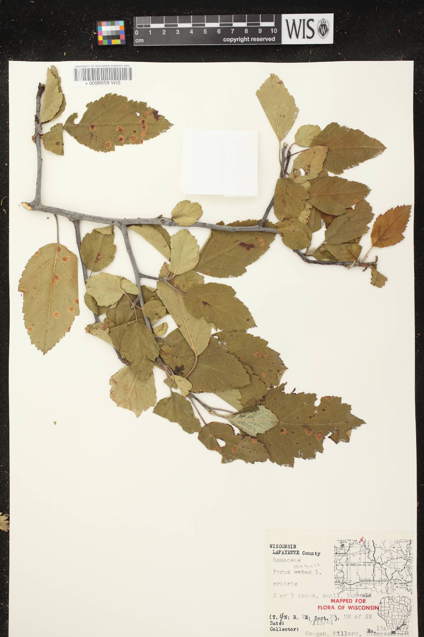 Malus ioensis image