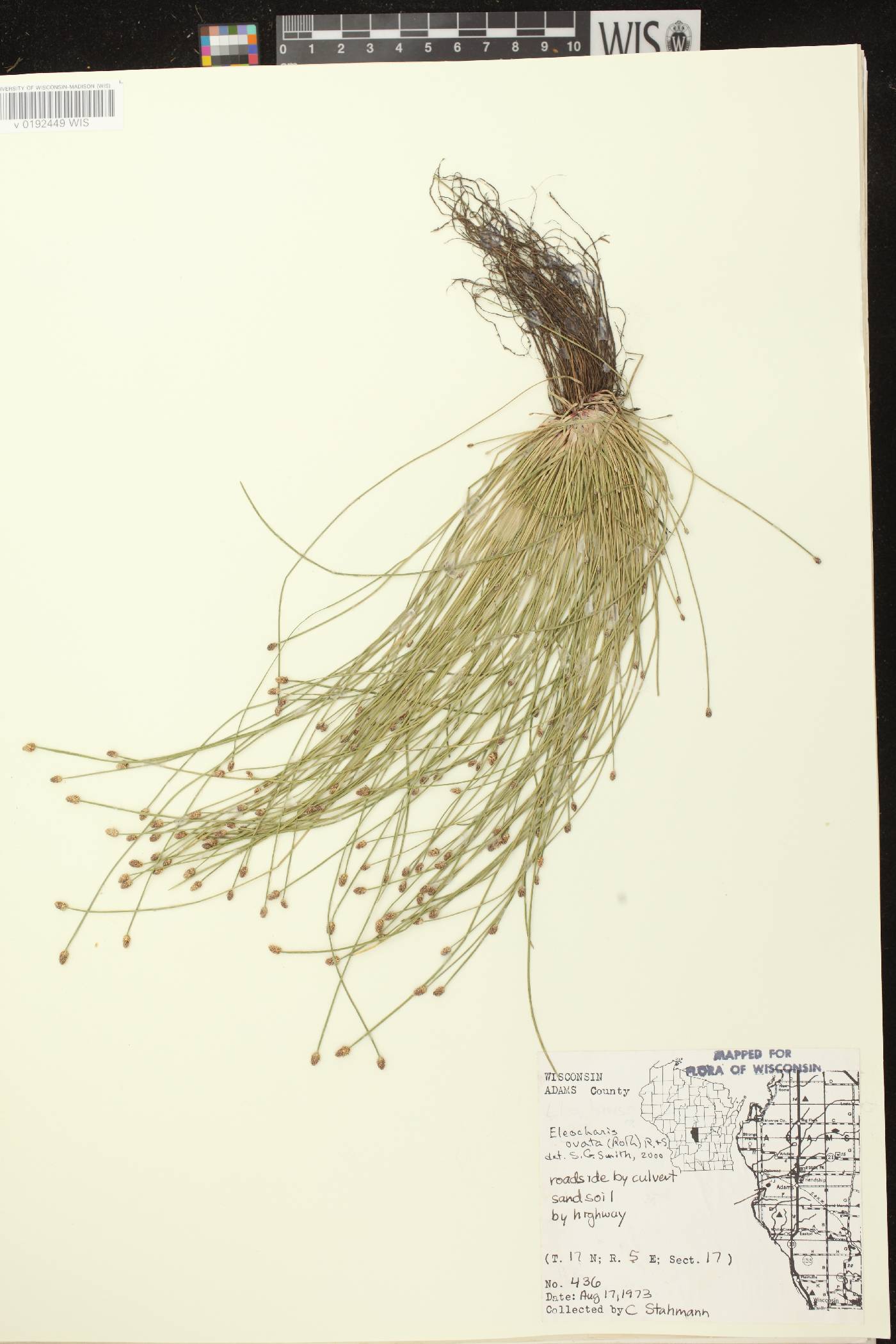 Eleocharis ovata image