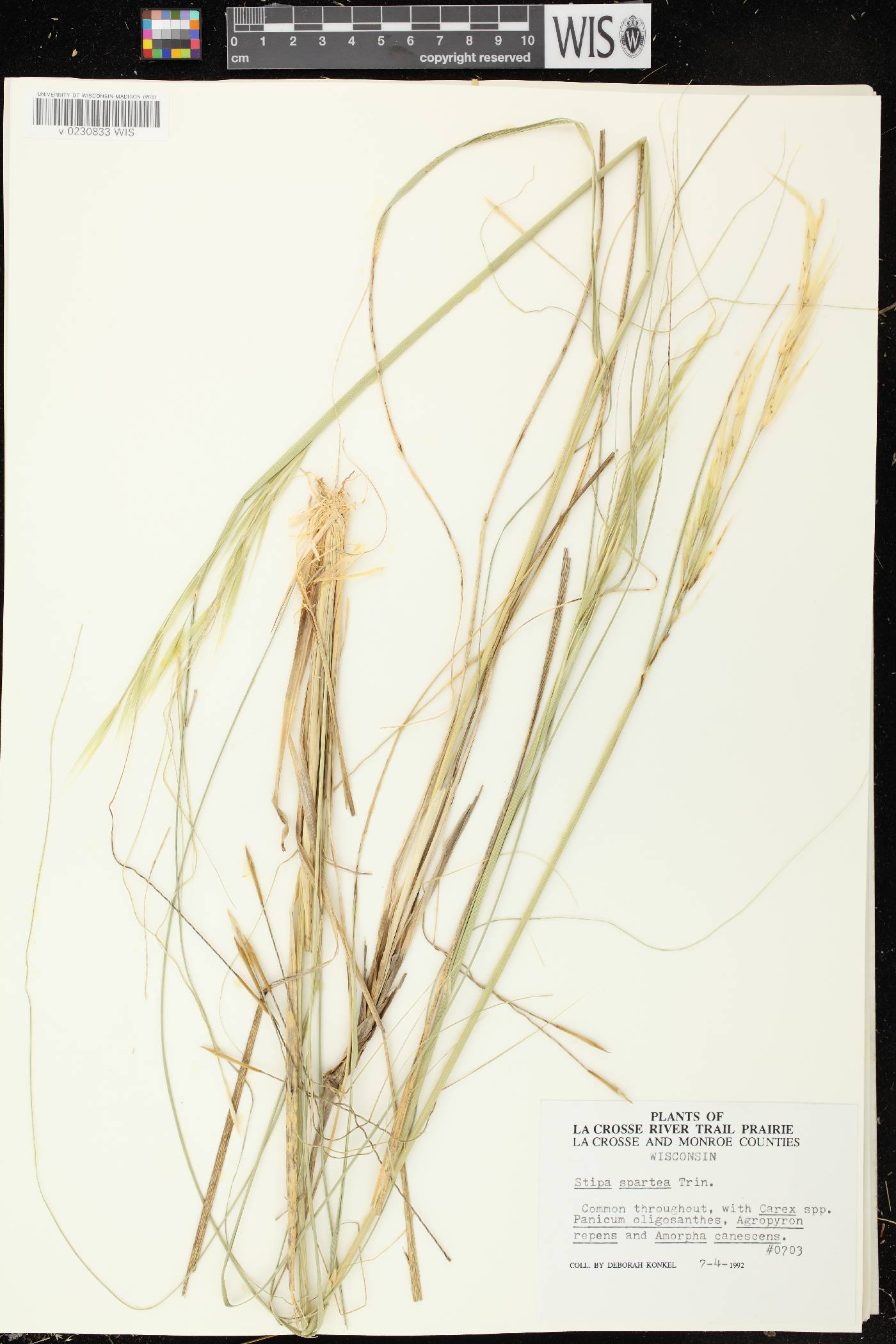 Hesperostipa spartea image