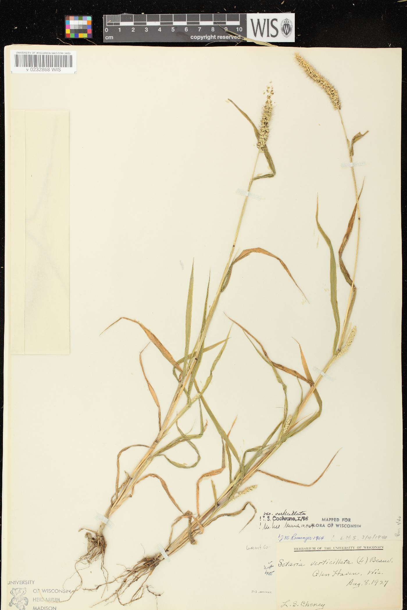 Setaria verticillata image