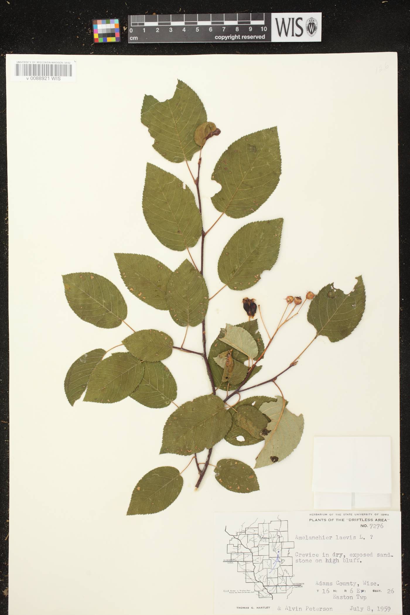 Amelanchier laevis image