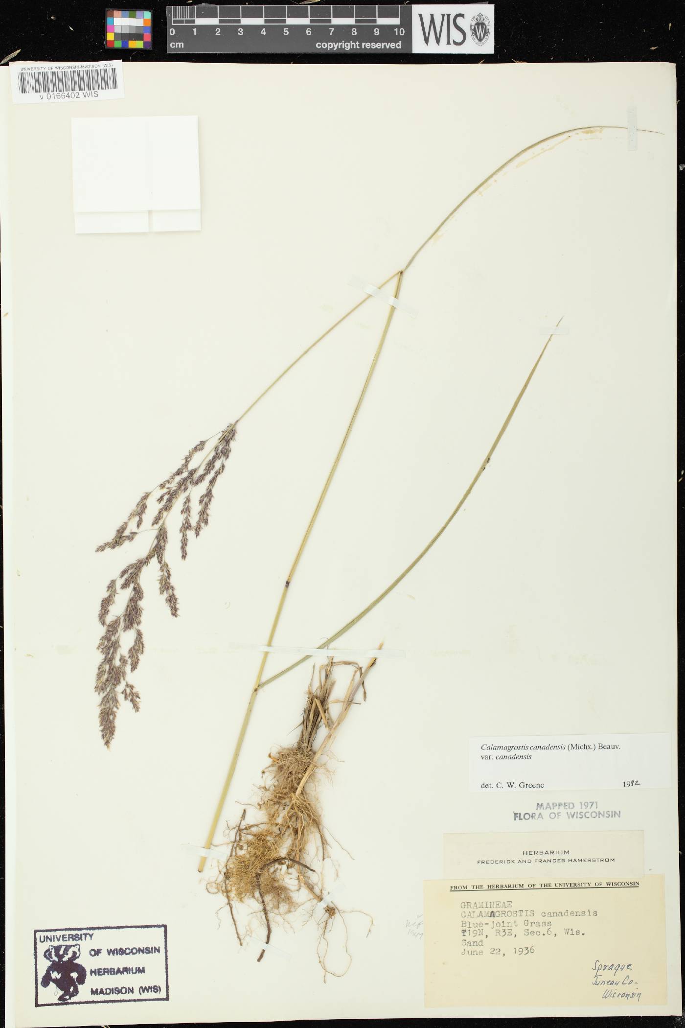 Calamagrostis canadensis var. canadensis image