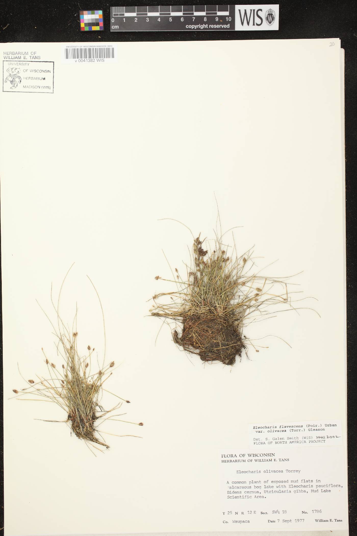 Eleocharis flavescens image